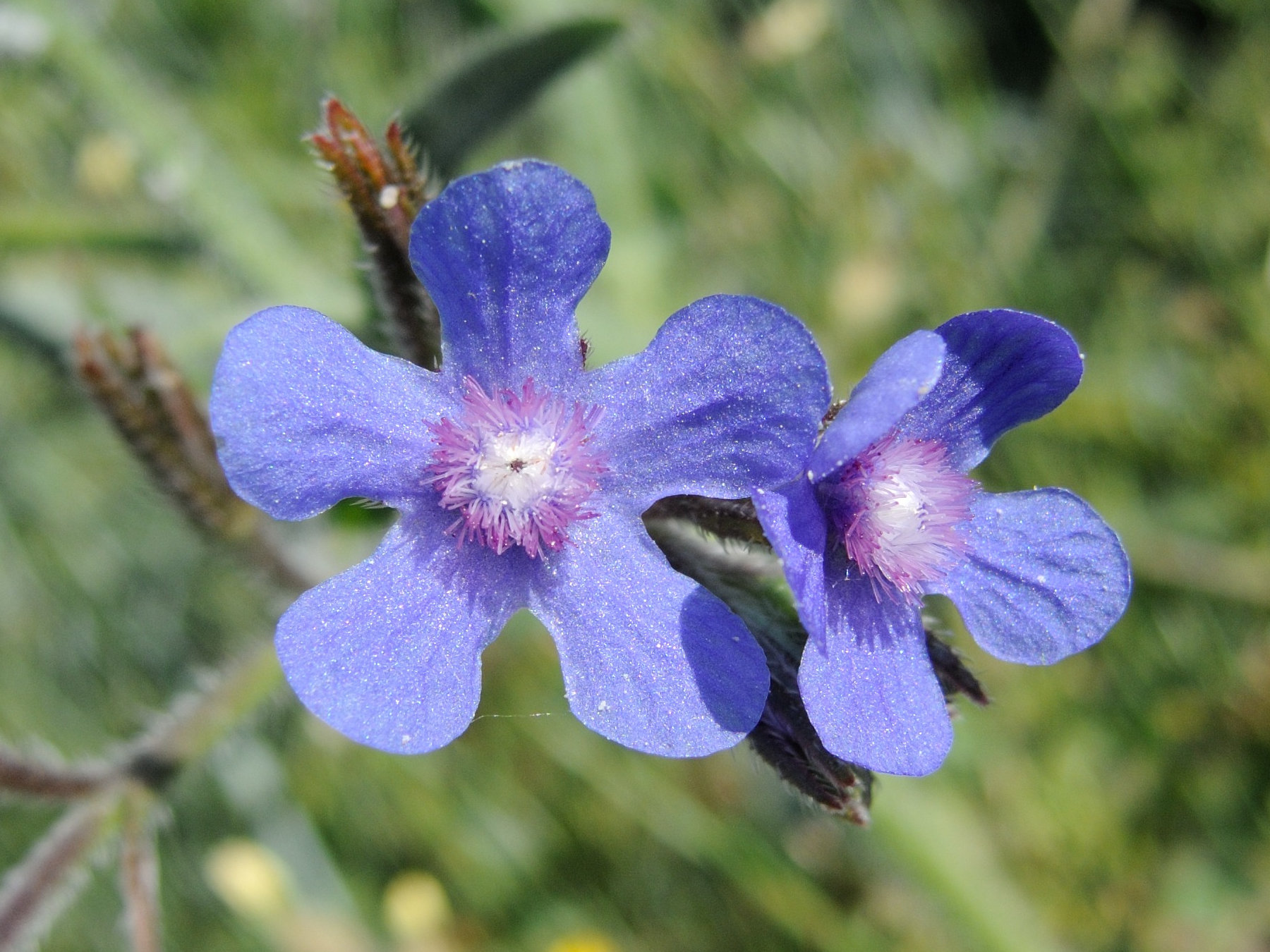 Afficher le média anchusa_italica4md anchusa_italica4md