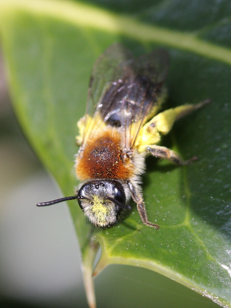 andrena_haemorrhoa1bd