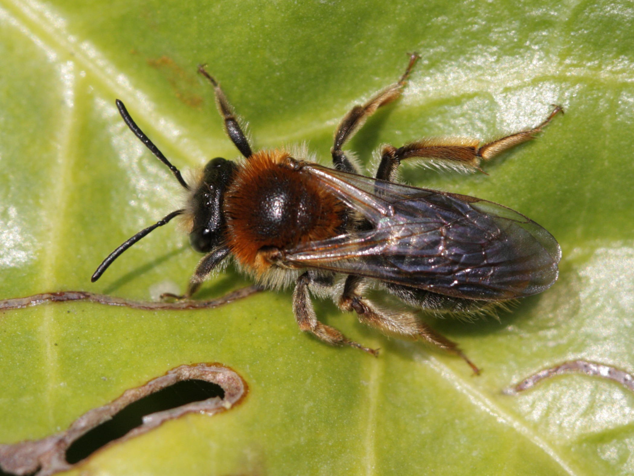 andrena_haemorrhoa2bd