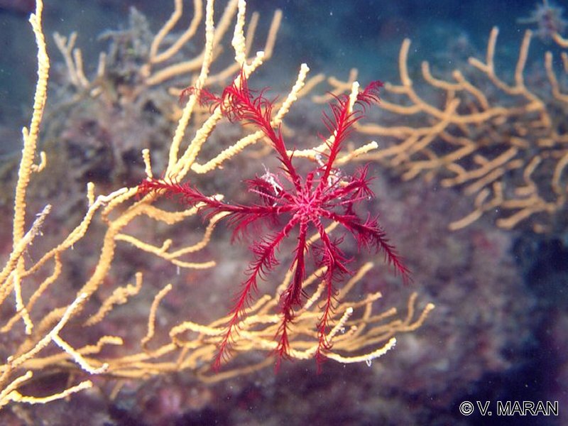 Afficher le média antedon_mediterranea1vm antedon_mediterranea1vm