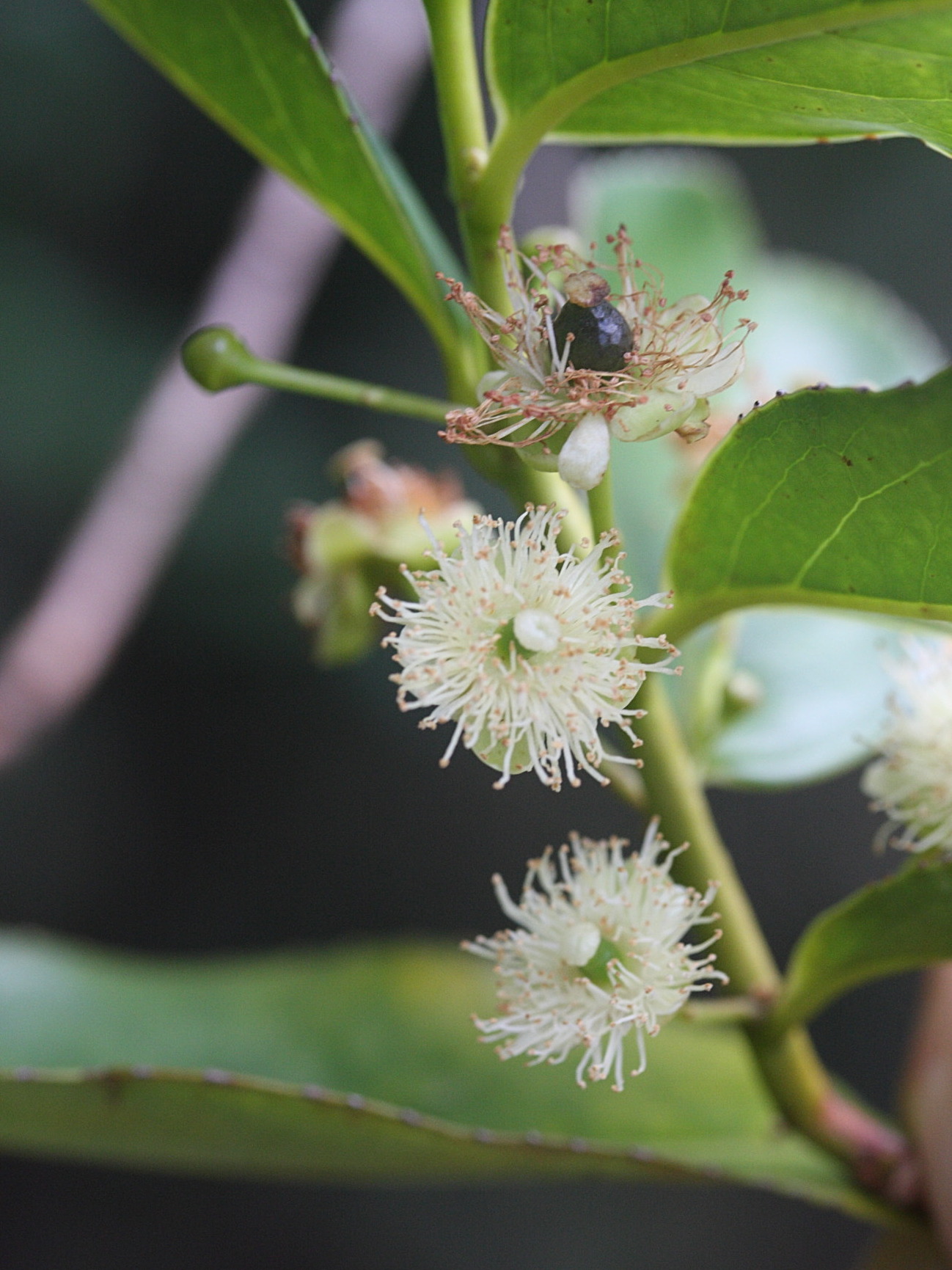 aphloia_theiformis8md