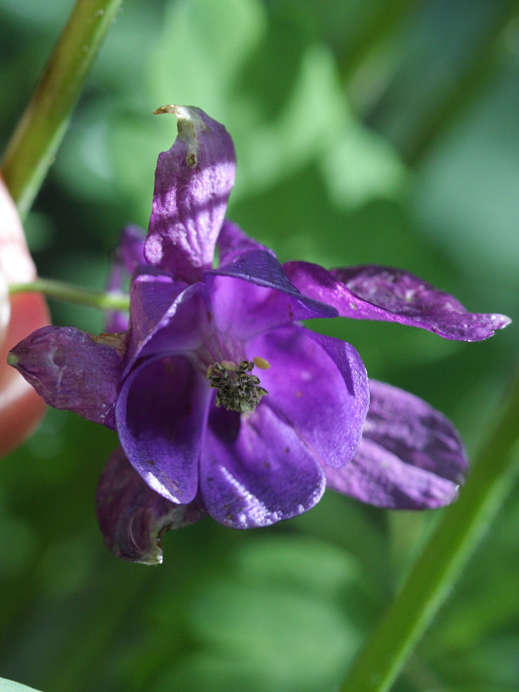 aquilegia_einseleana3bd