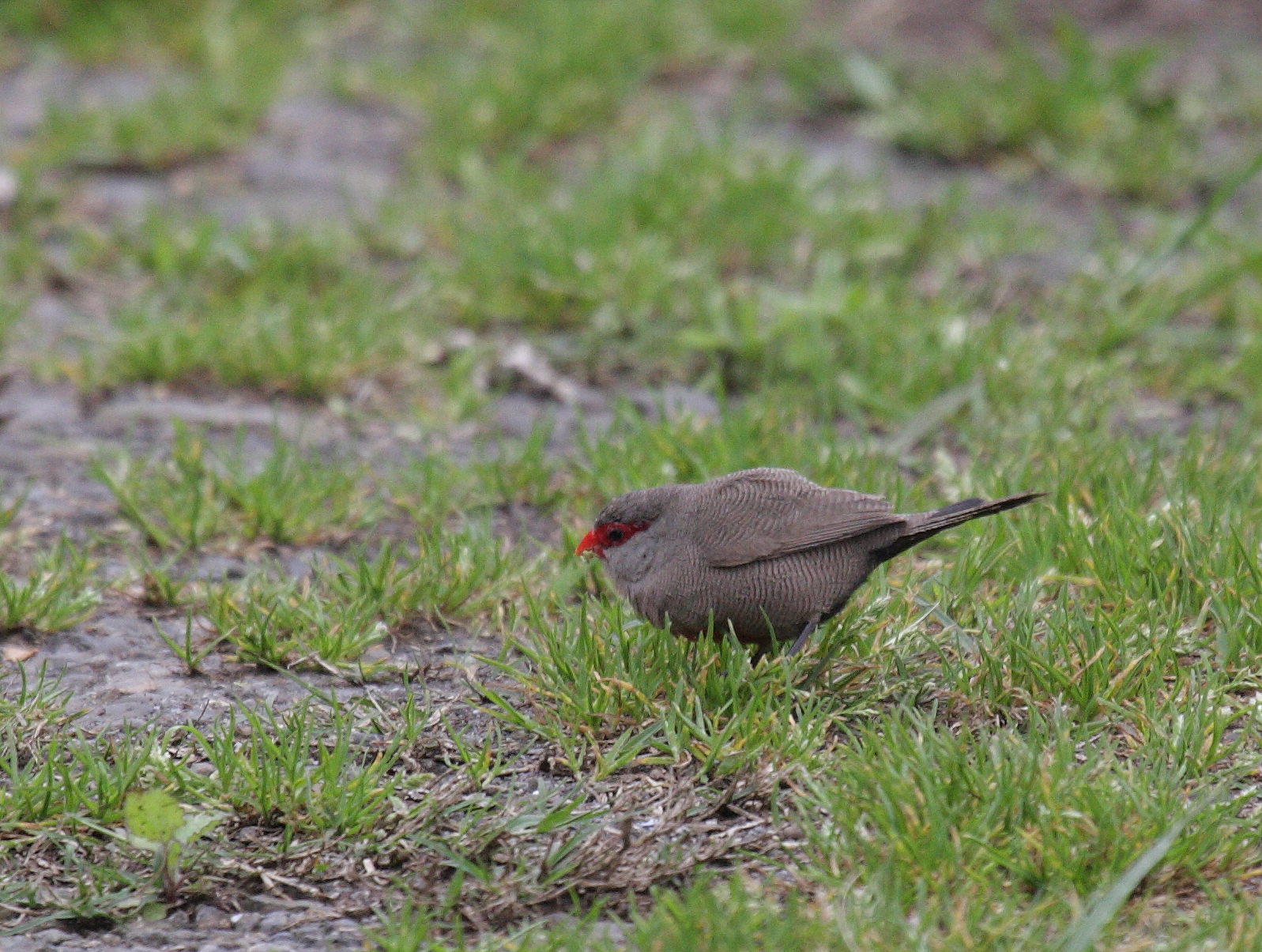 astrild_ondule_-_estrilda_astrild2bd