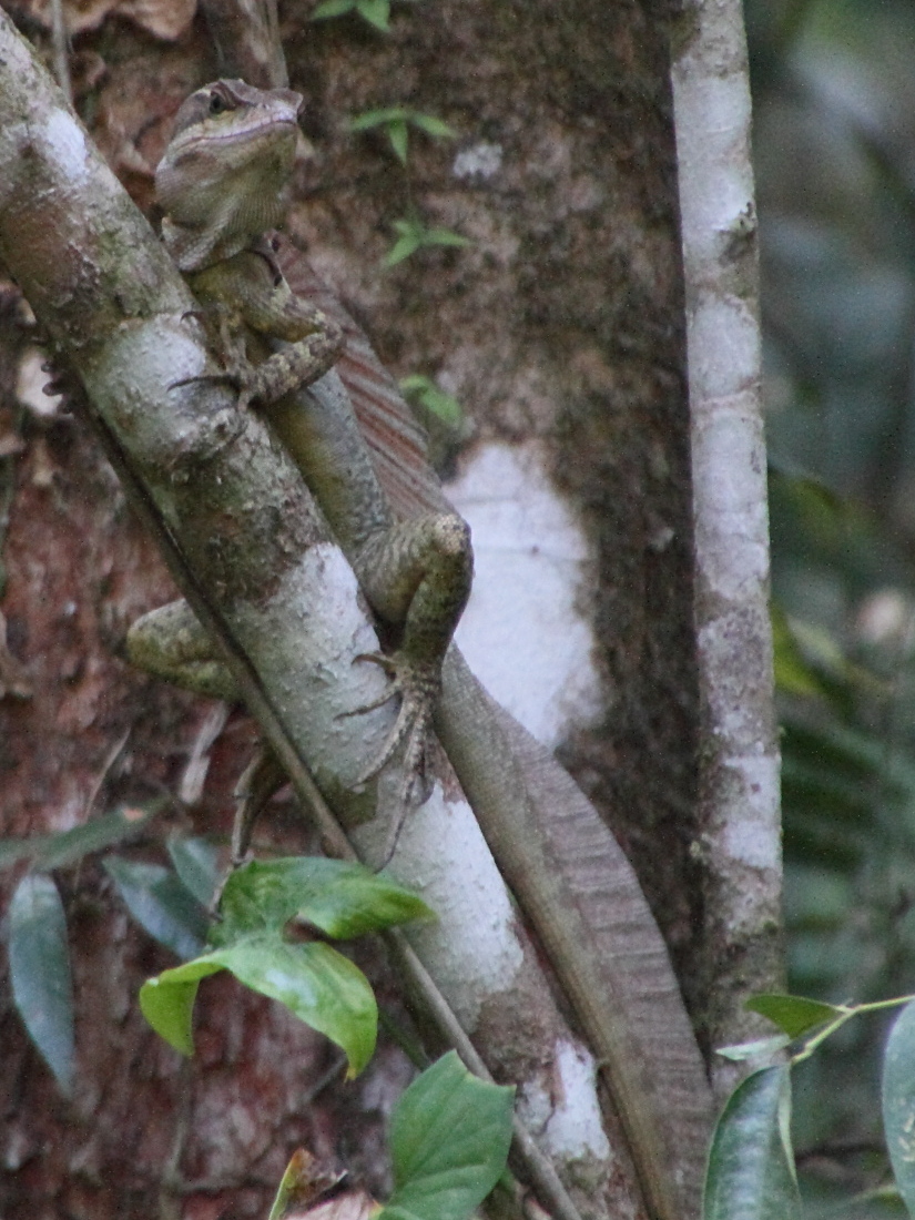 basiliscus_basiliscus1md