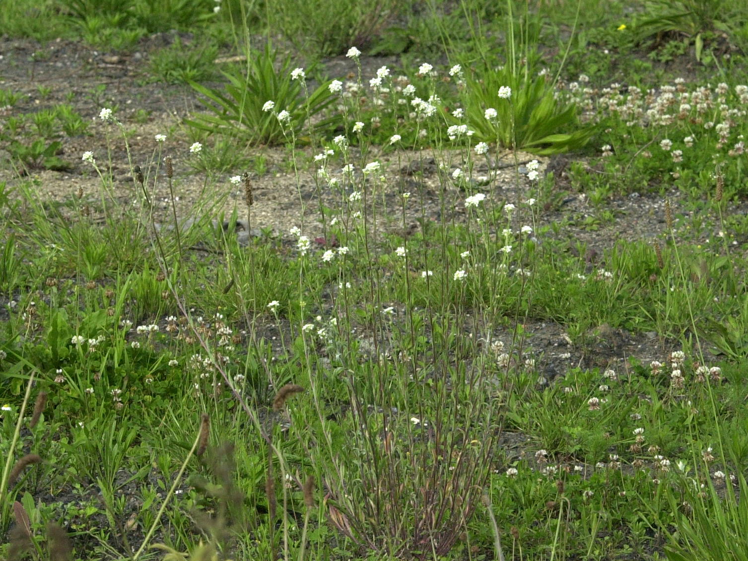 Afficher le média berteroa_incana1md berteroa_incana1md