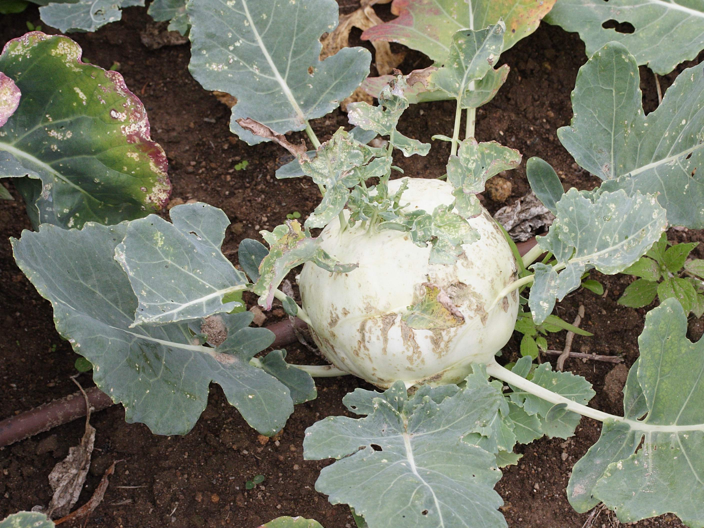 Afficher le média brassica_oleracea_gongylodes1md brassica_oleracea_gongylodes1md