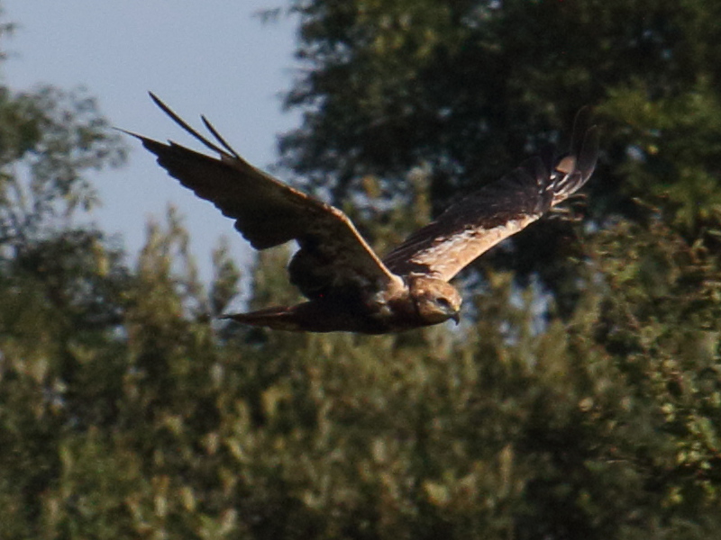 busard_des_roseaux_-_circus_aeruginosus6bd