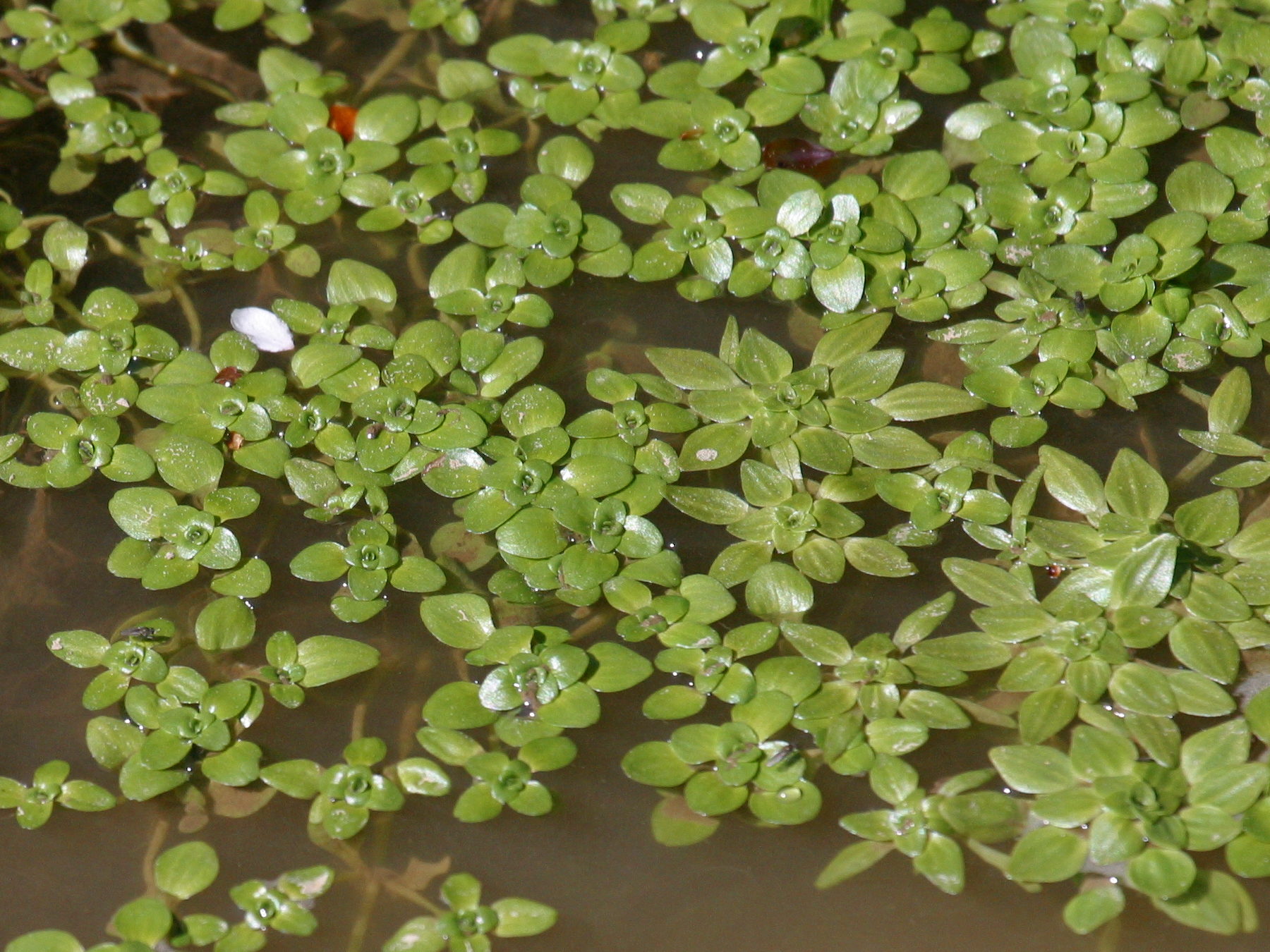 Afficher le média callitriche_obtusangula3bd callitriche_obtusangula3bd