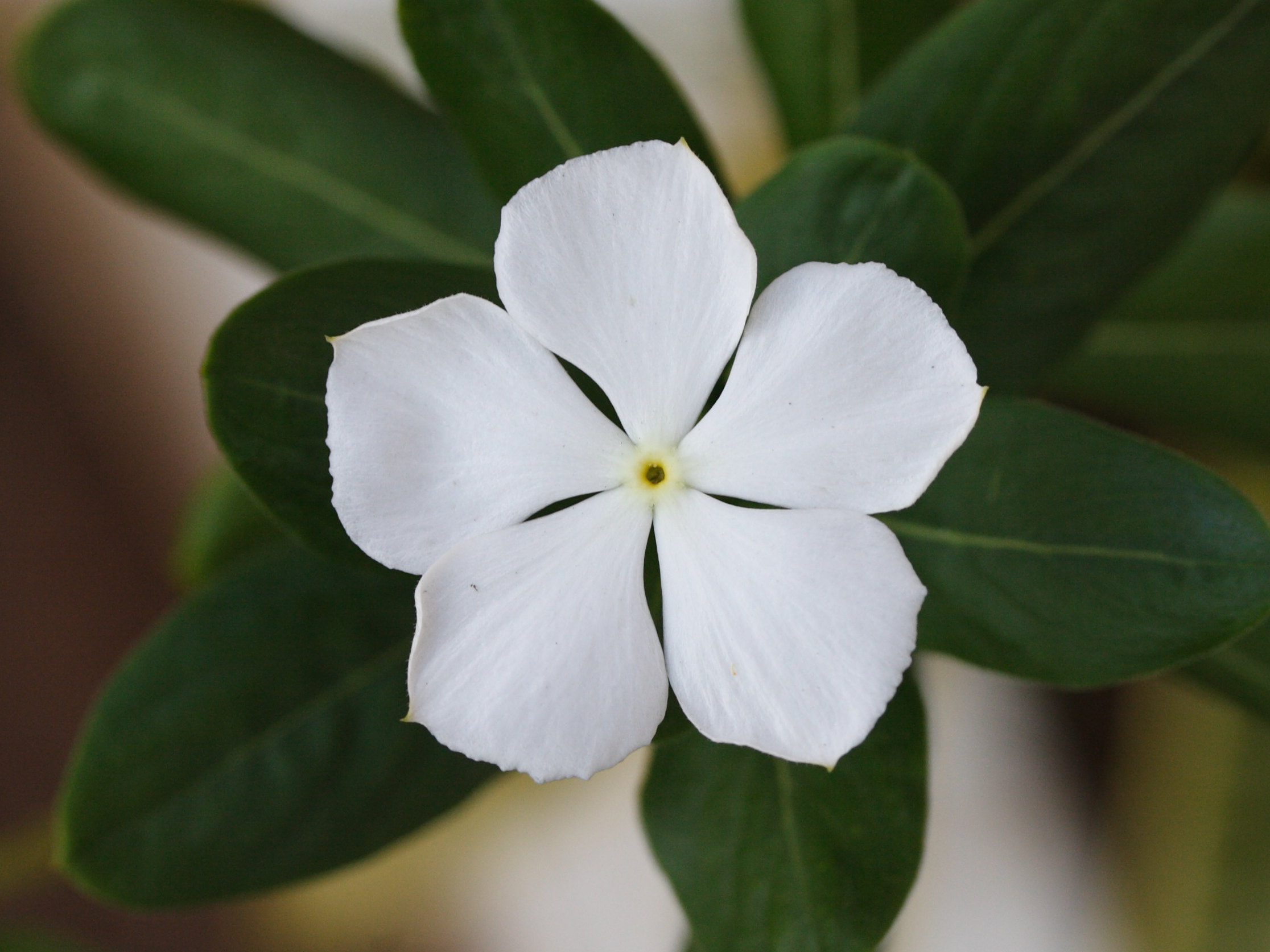 catharanthus_roseus5md