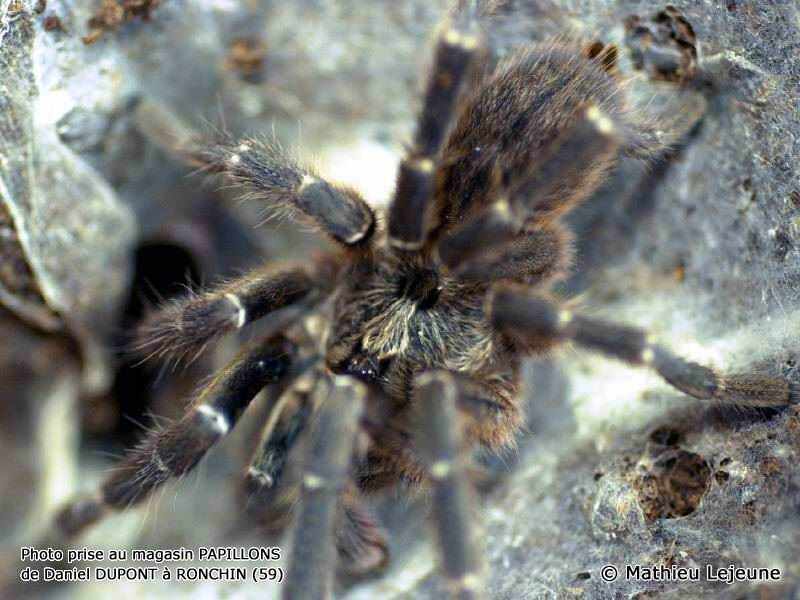 ceratogyrus_darlingi1ml