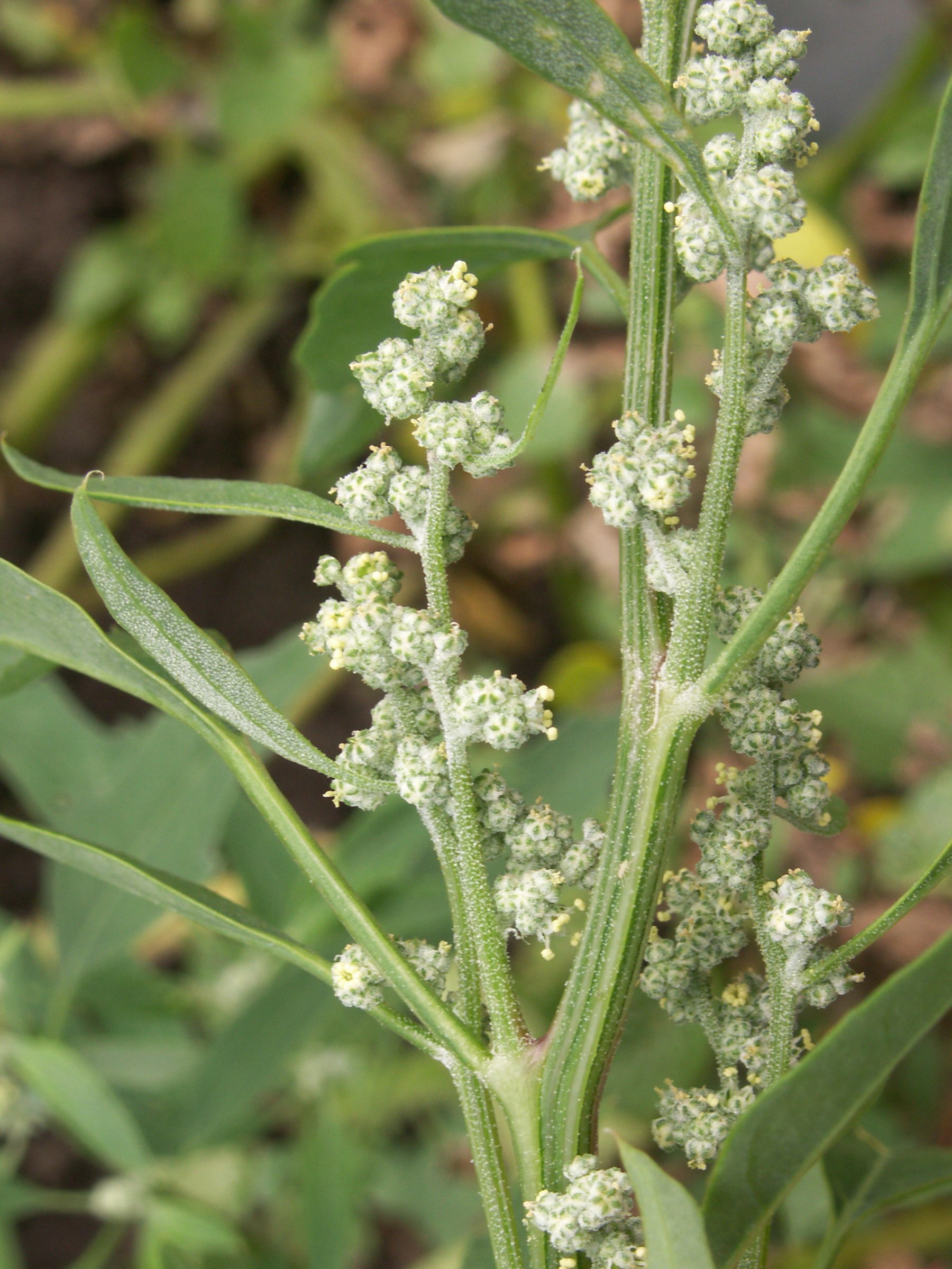 Afficher le média chenopodium_album1bd chenopodium_album1bd