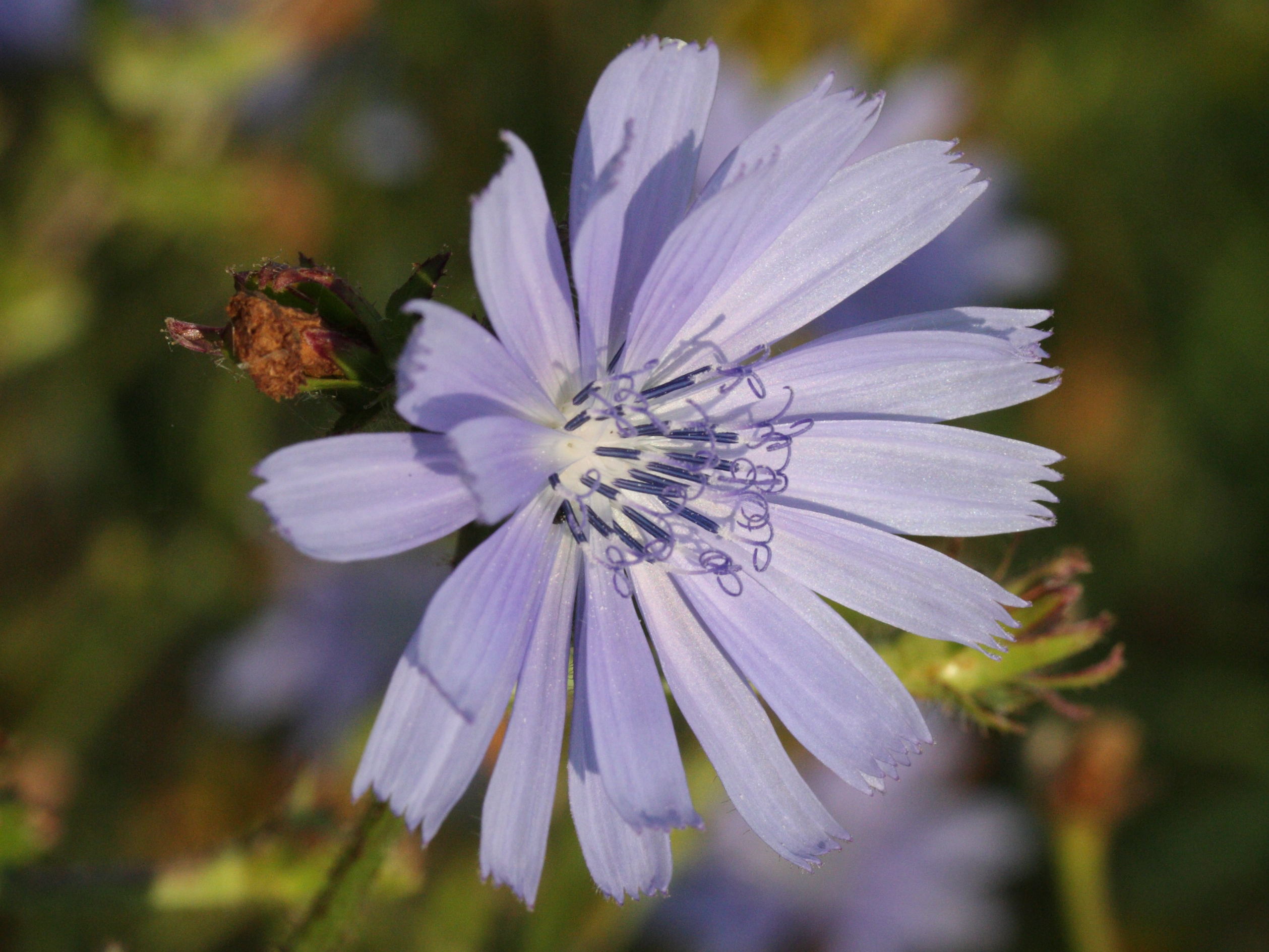 Afficher le média Cichorium_intybus Cichorium_intybus
