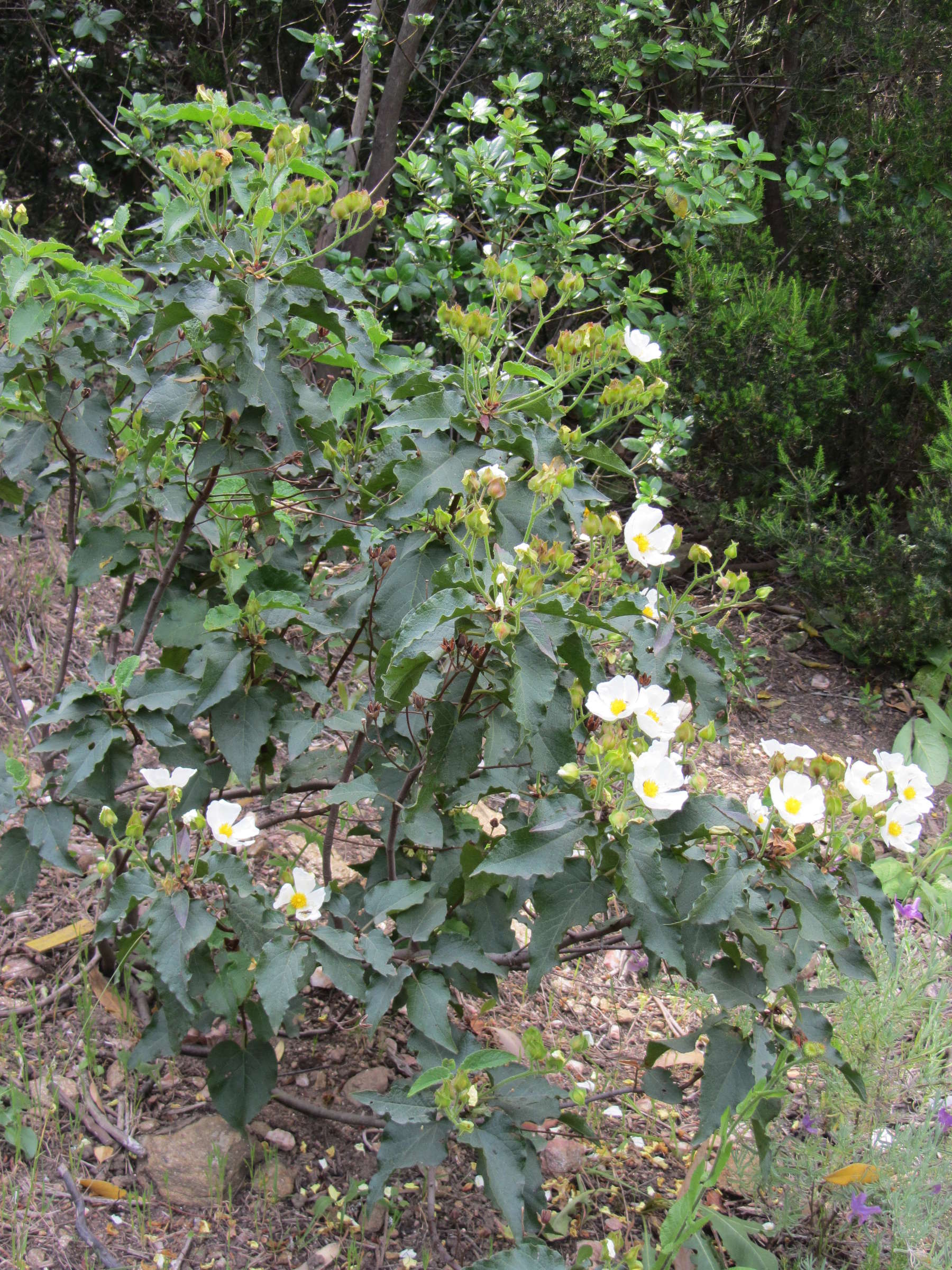 Afficher le média cistus_populifolius1mv cistus_populifolius1mv