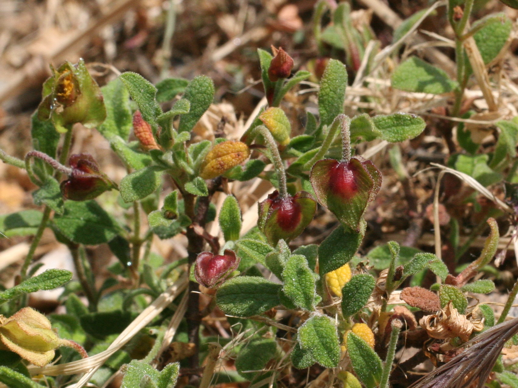 Afficher le média cistus_salviifolius3md cistus_salviifolius3md