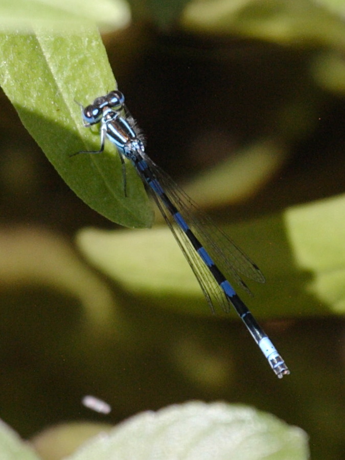 coenagrion_pulchellum1bd