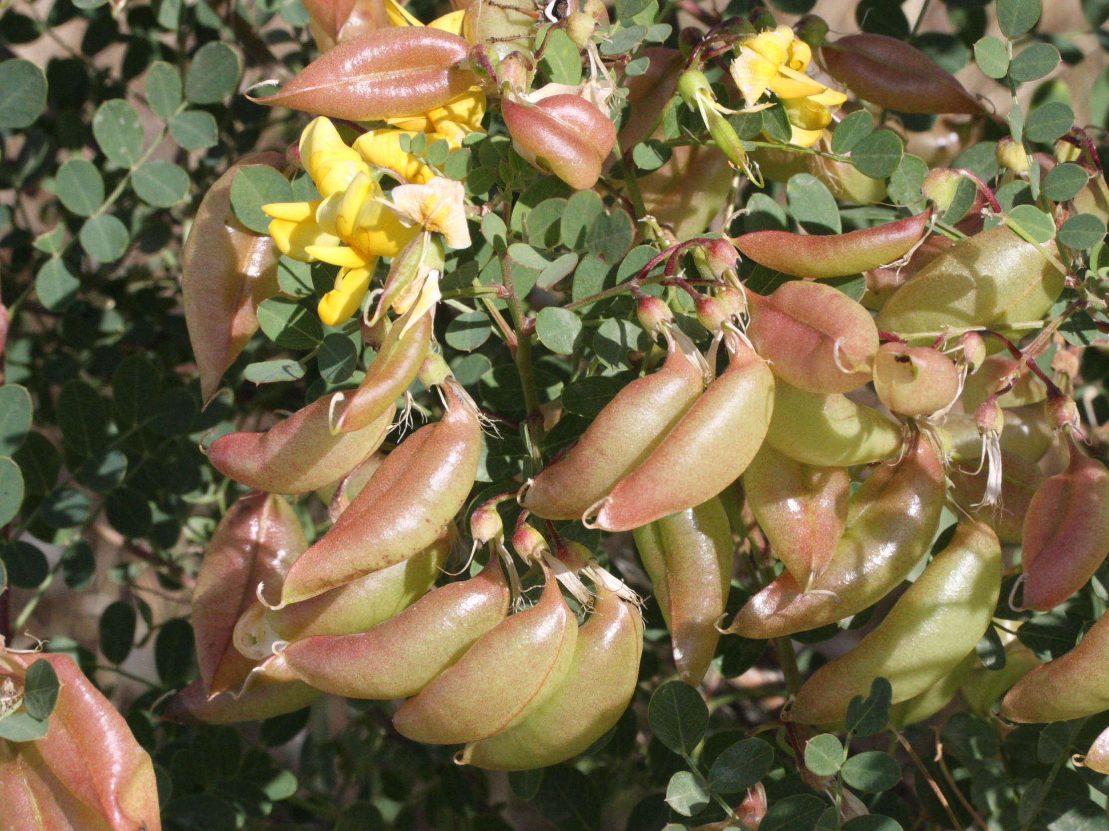 colutea_insularis2md