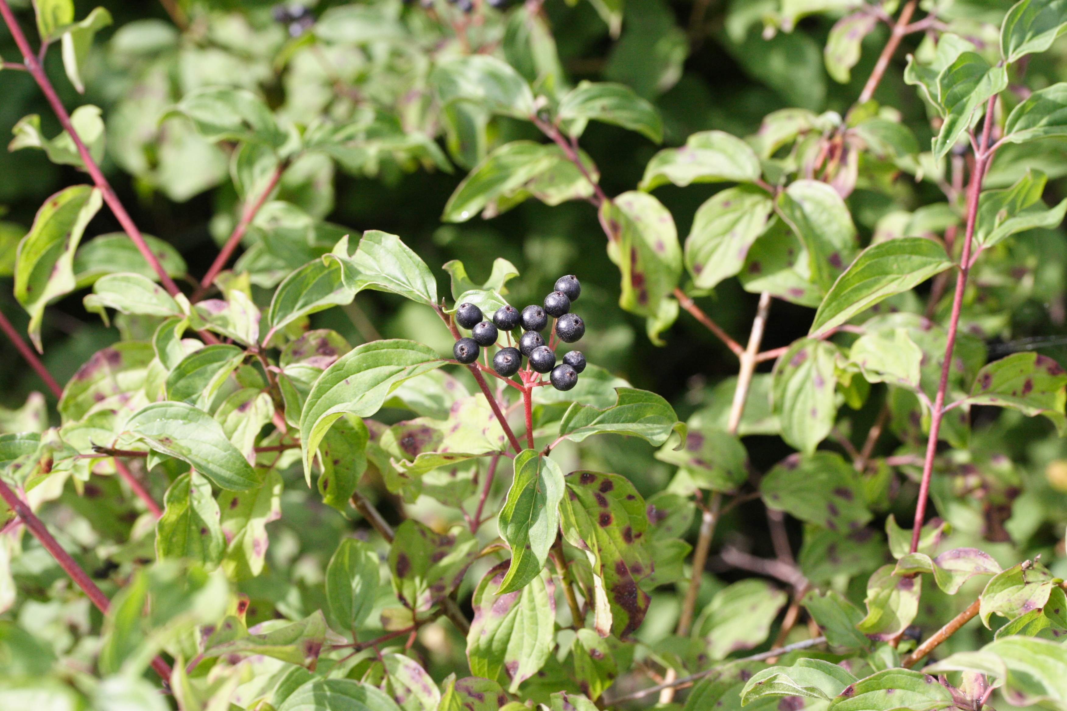 cornus_sanguinea2amd