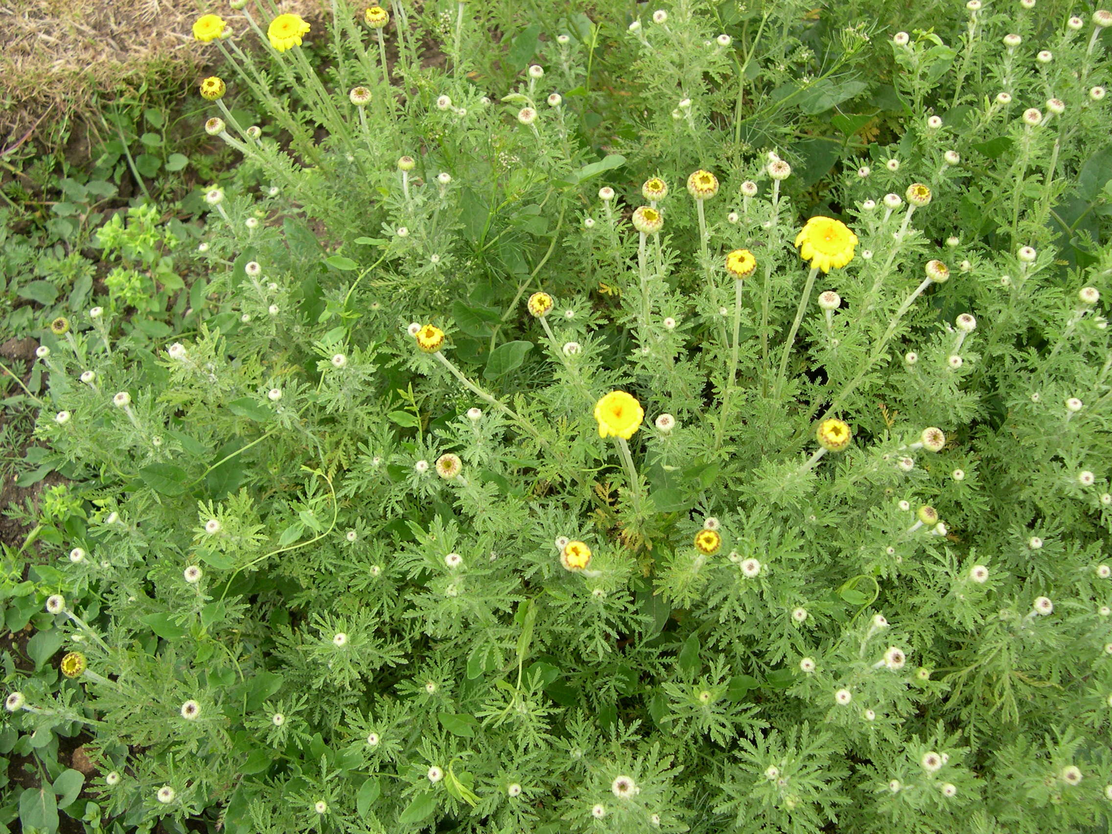 Afficher le média cota_tinctoria1a cota_tinctoria1a