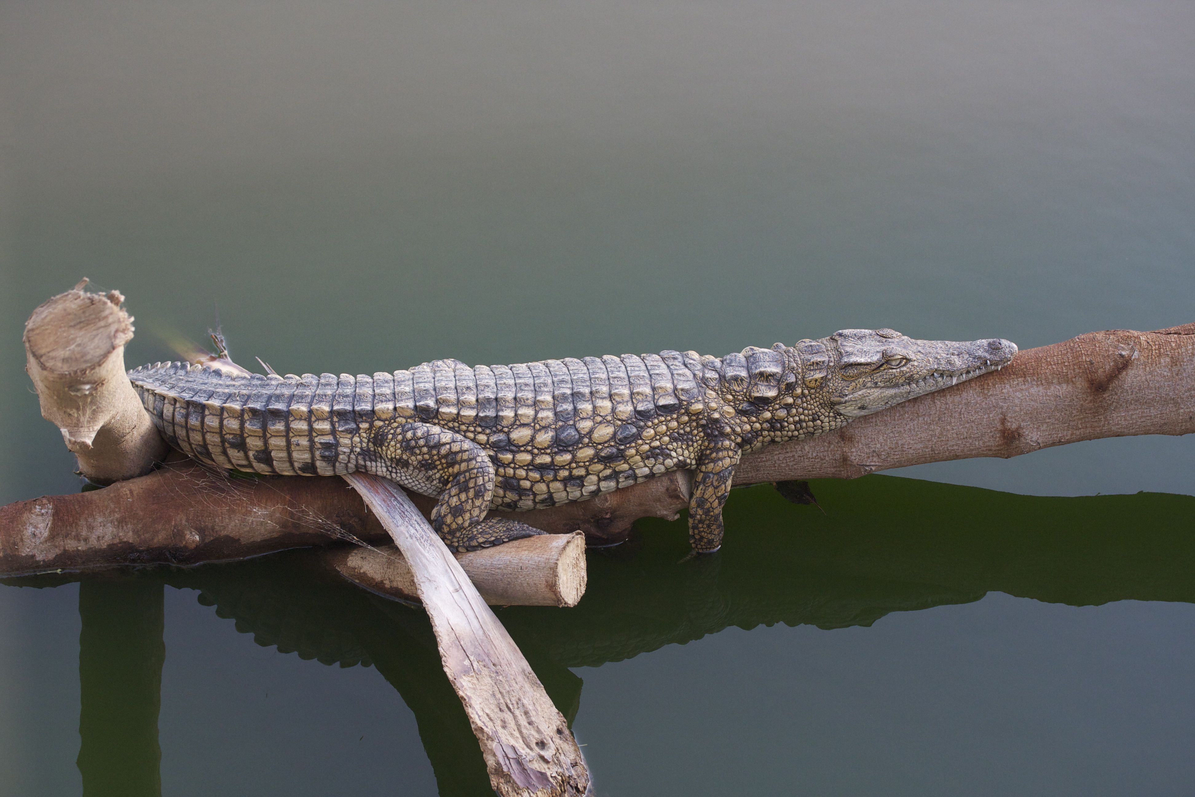 crocodylus_niloticus5md