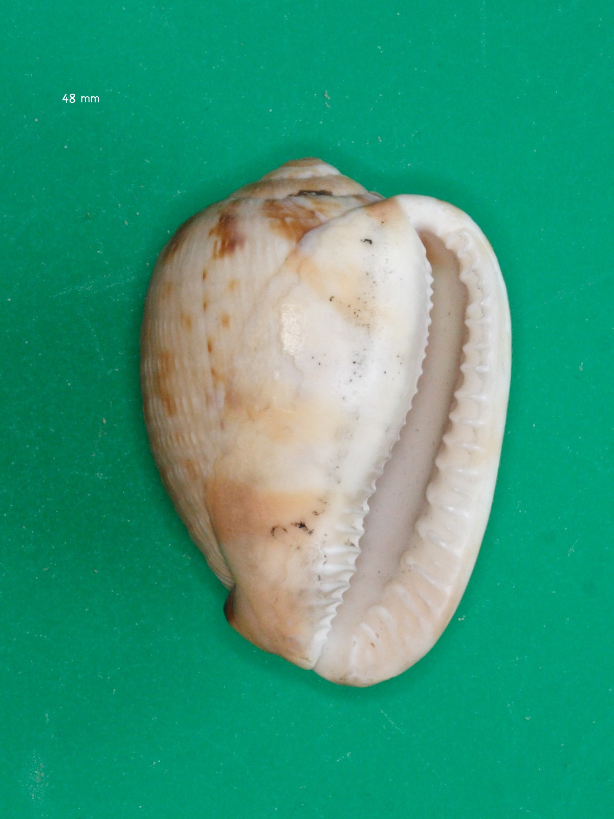 cypraecassis_testiculus3md