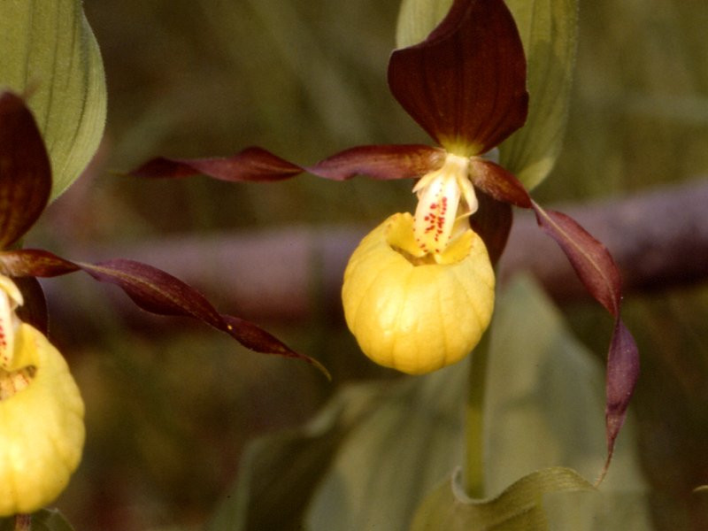cypripedium_calceolus3mcf