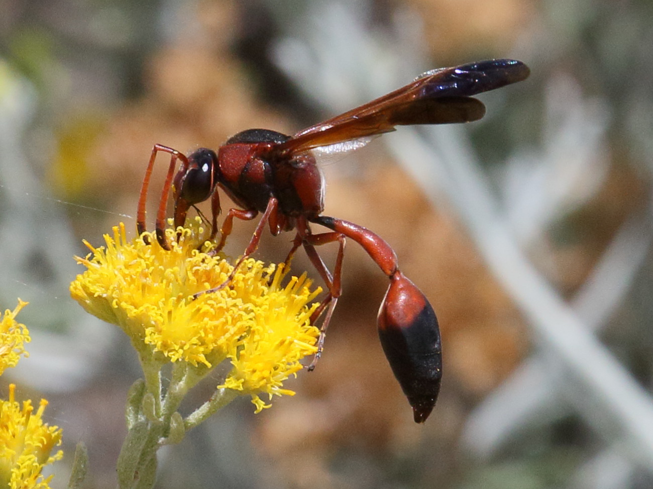 delta_dimidiatipenne4bd