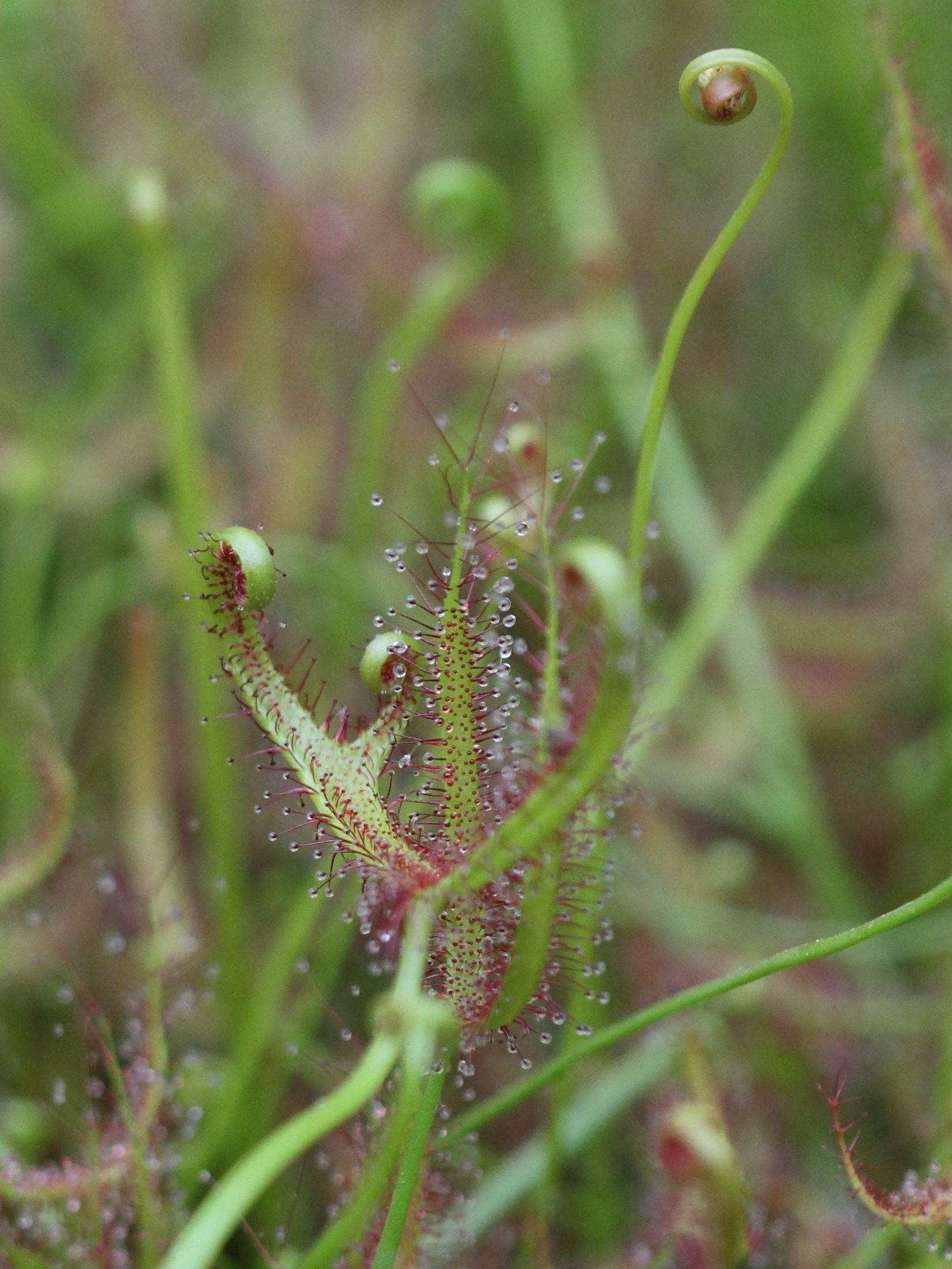 drosera_binata7bd