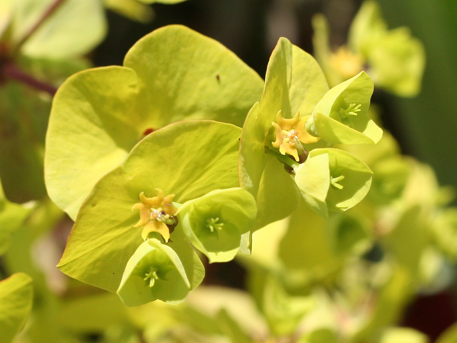 Afficher le média euphorbia_amygdaloides4md euphorbia_amygdaloides4md