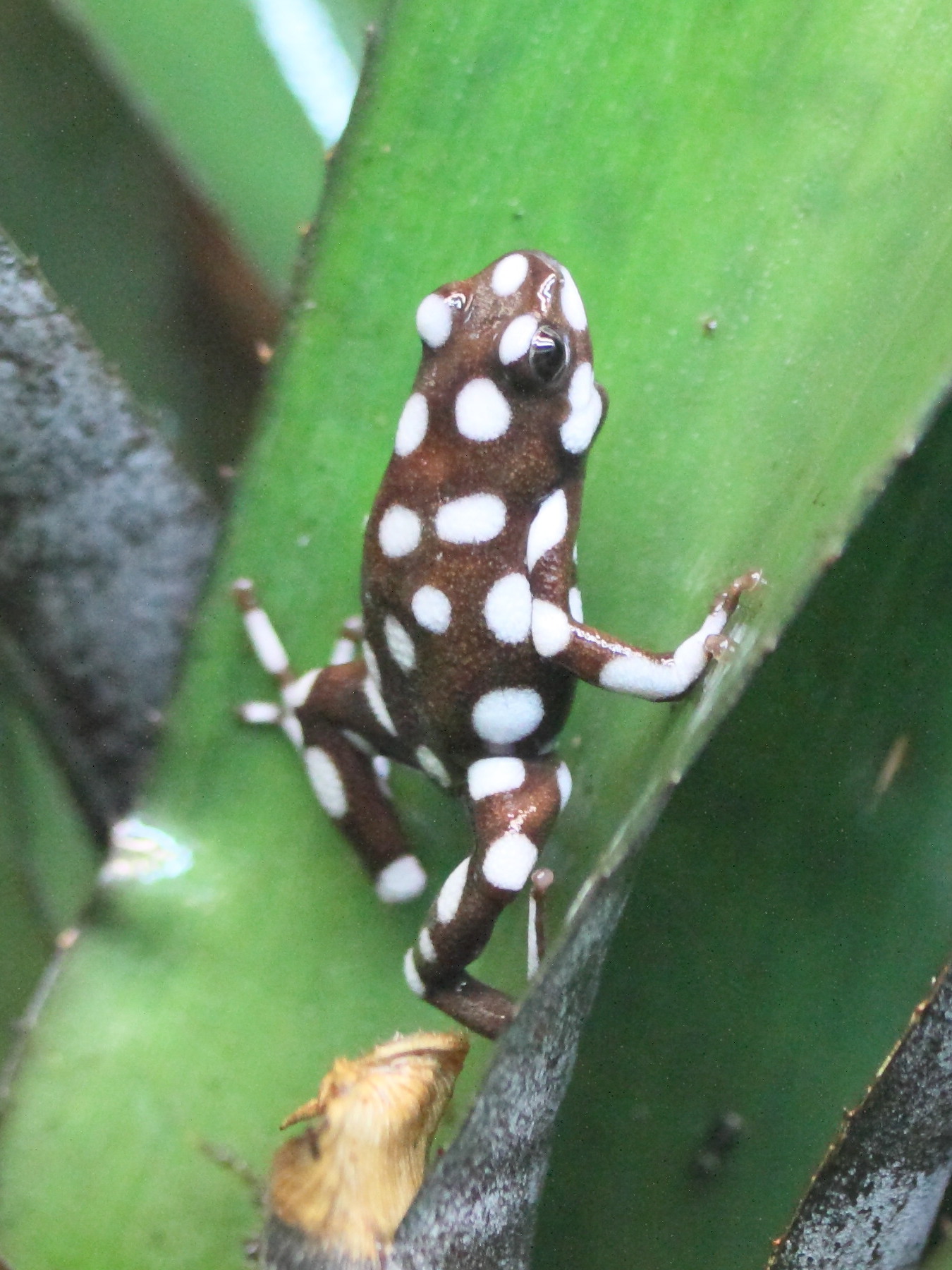 excidobates_mysteriosus1md