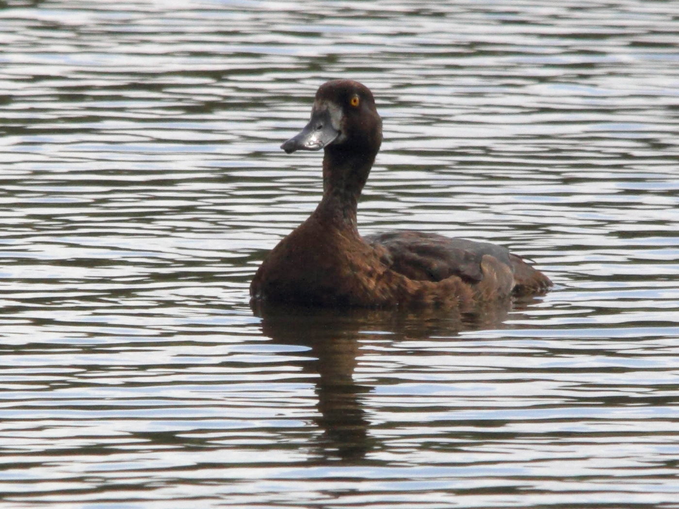 fuligule_milouinan_-_aythya_marila2md