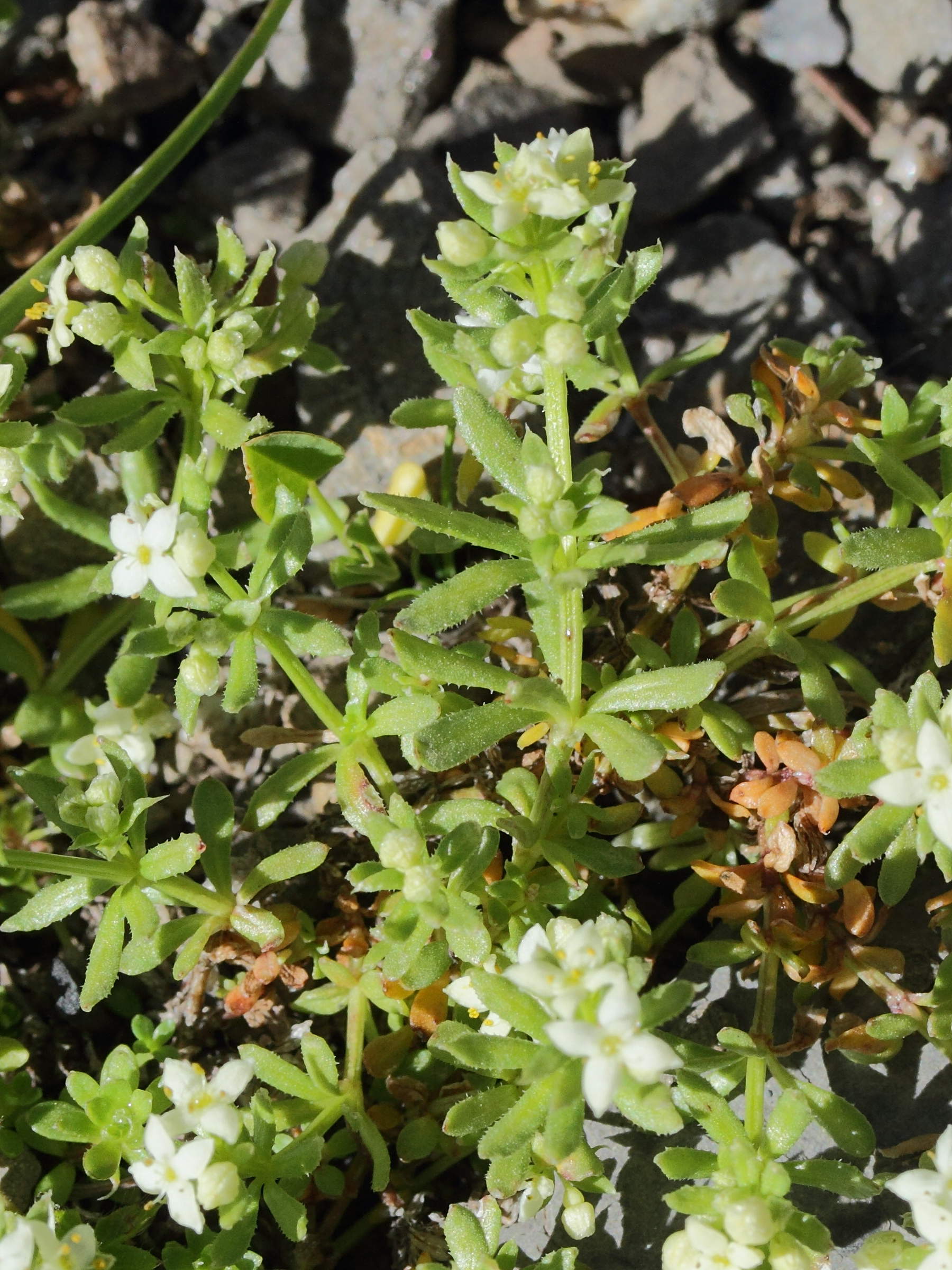 Afficher le média galium_megalospermum2md galium_megalospermum2md