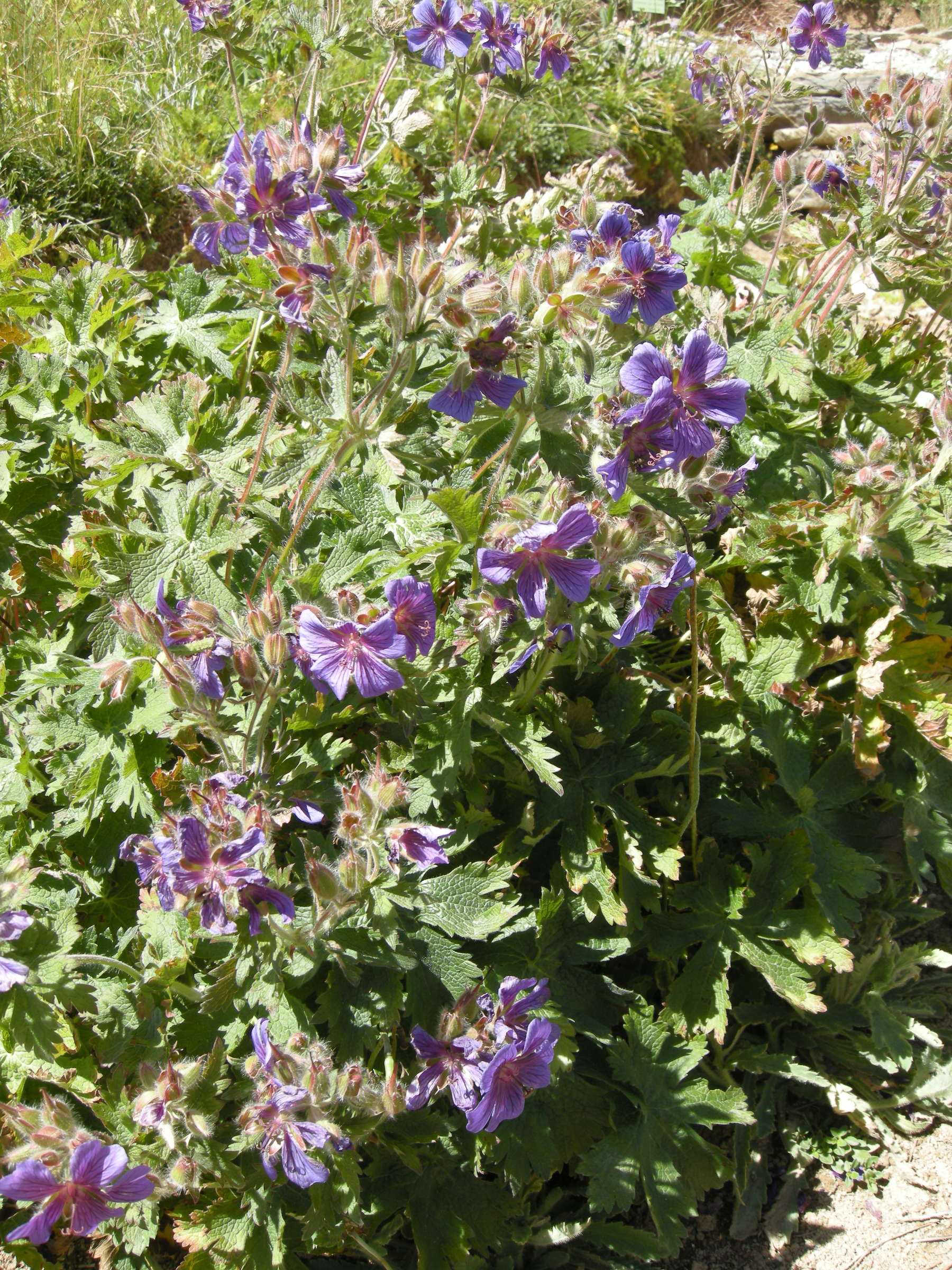 Afficher le média geranium_ibericum_jubatum1md geranium_ibericum_jubatum1md