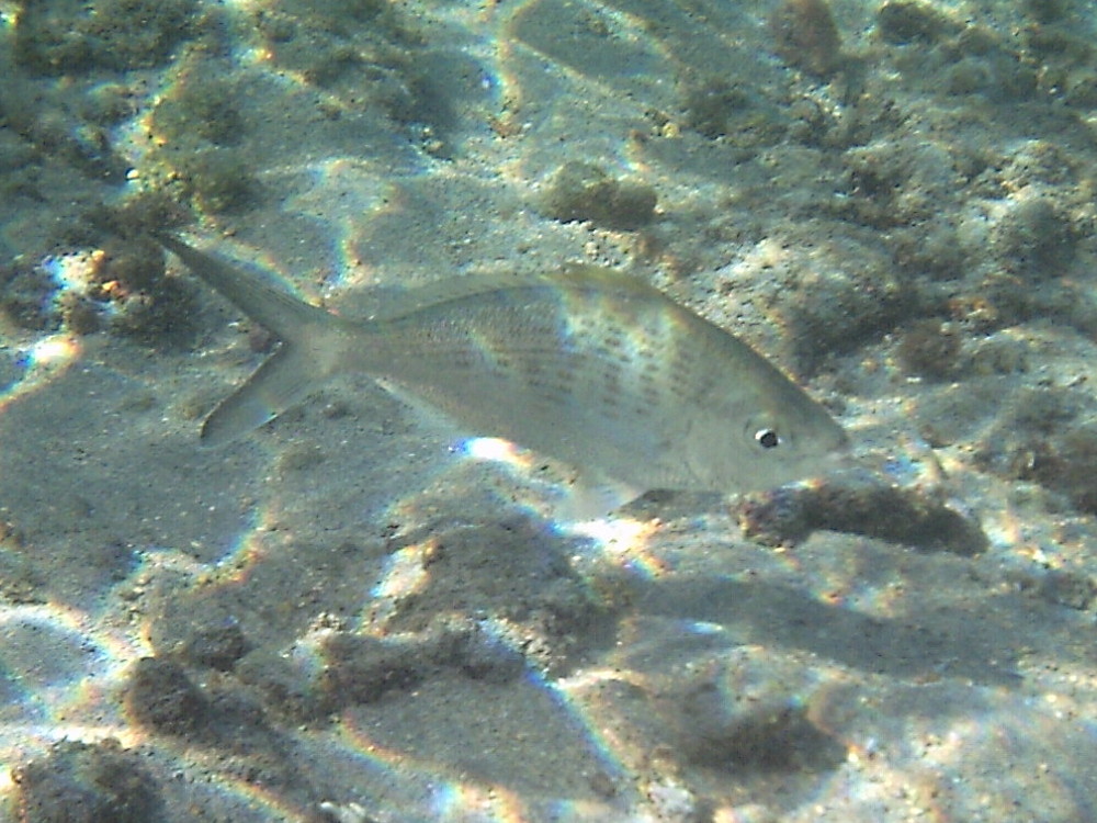 gerres_longirostris2bd