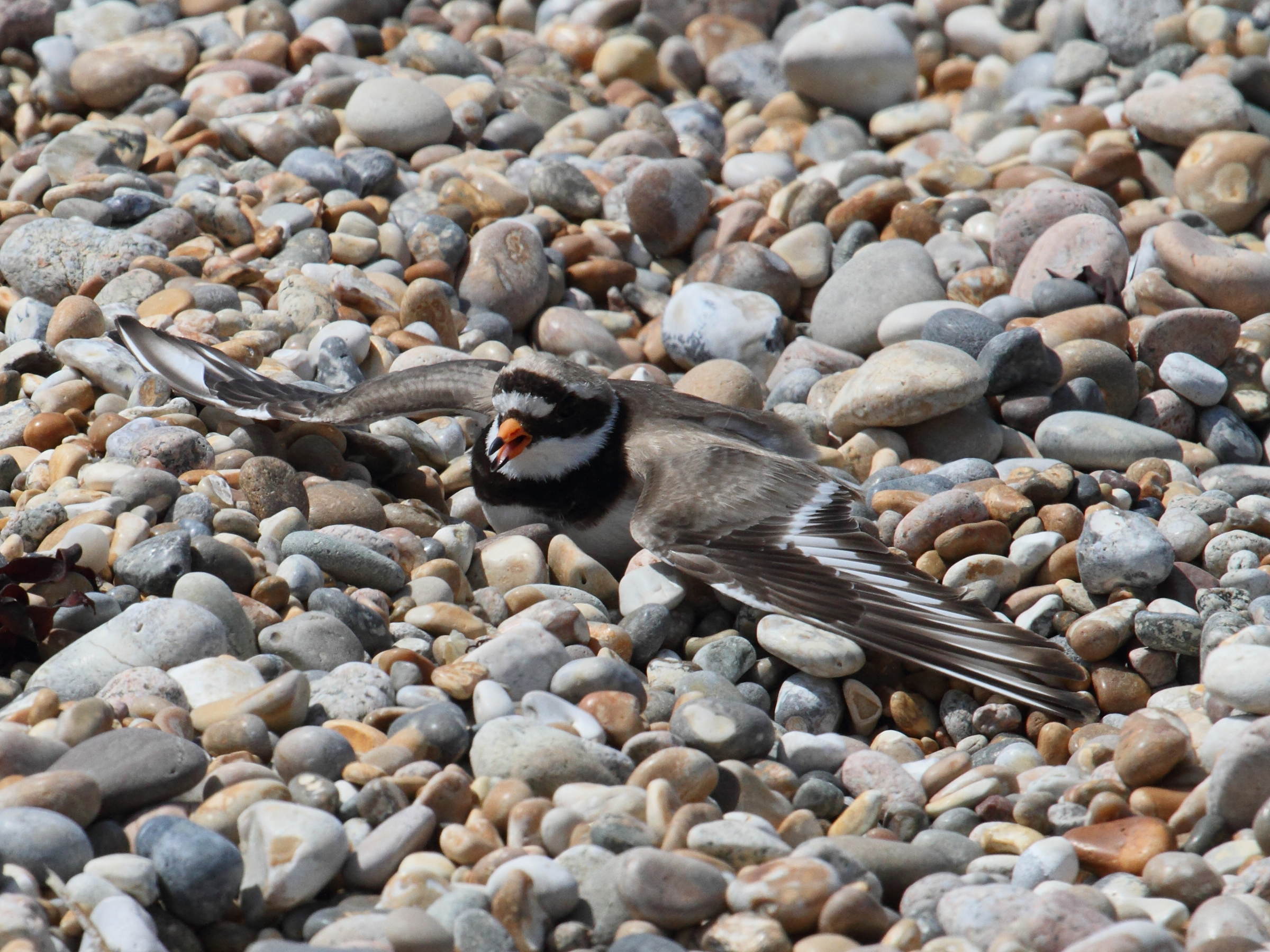 grand_gravelot_-_charadrius_hiaticula7bd