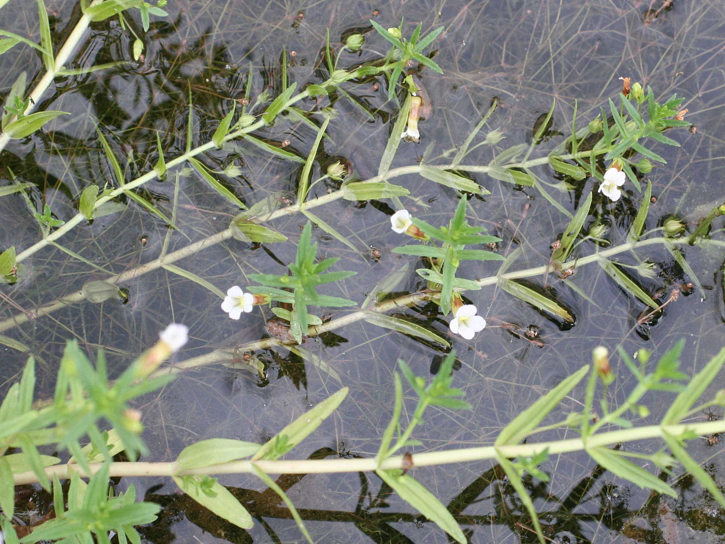 Afficher le média gratiola_officinalis4md gratiola_officinalis4md