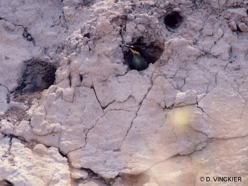 guepier_d-europe_-_merops_apiaster1dv