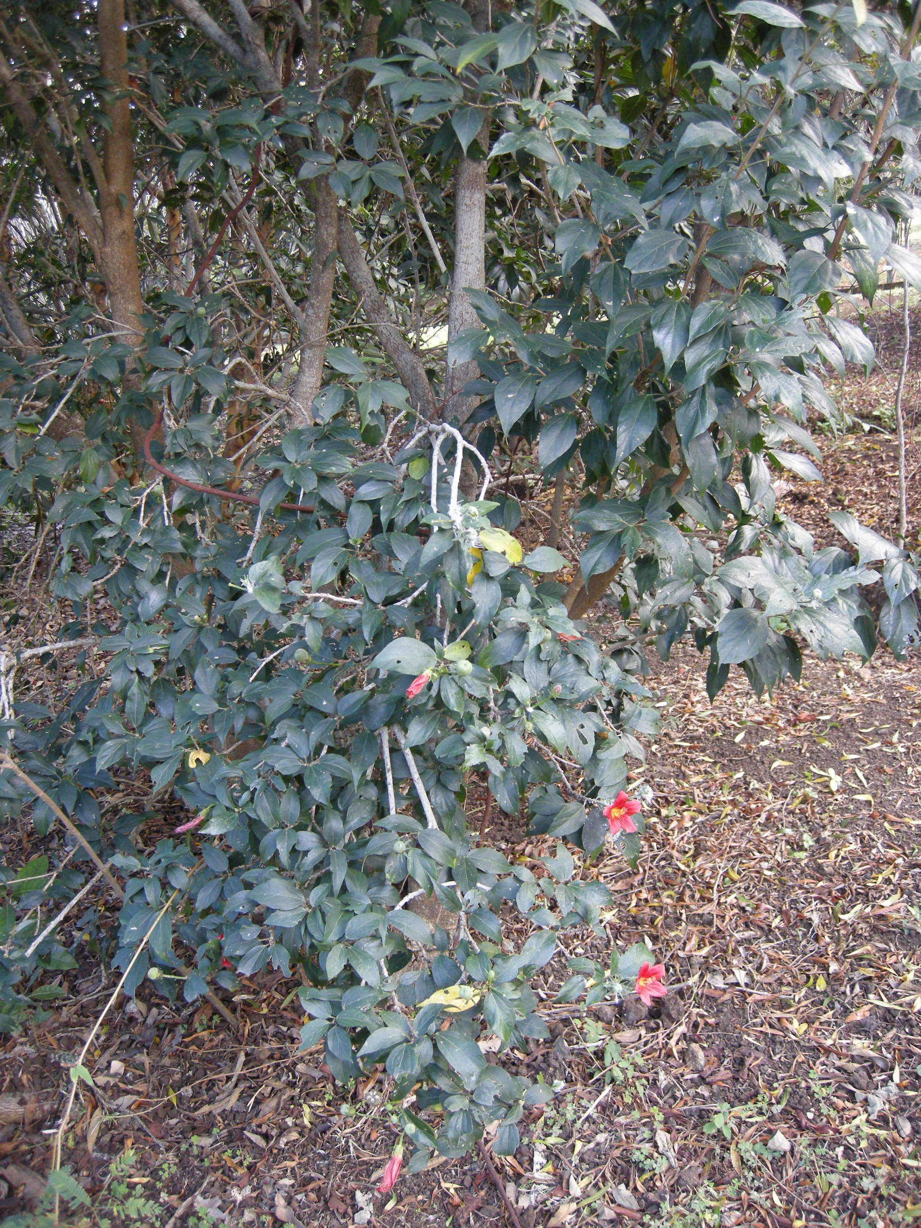 hibiscus_boryanus2md