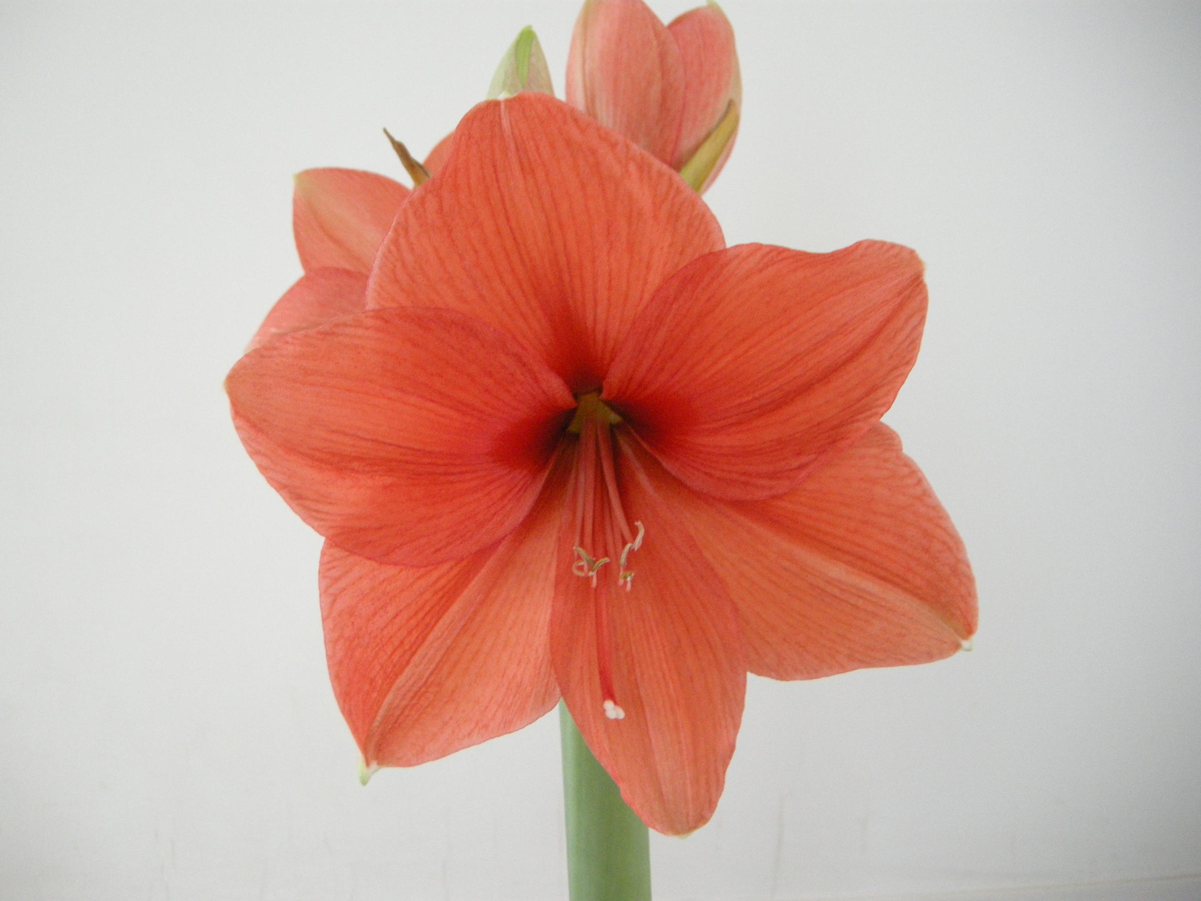 hippeastrum_sp3md