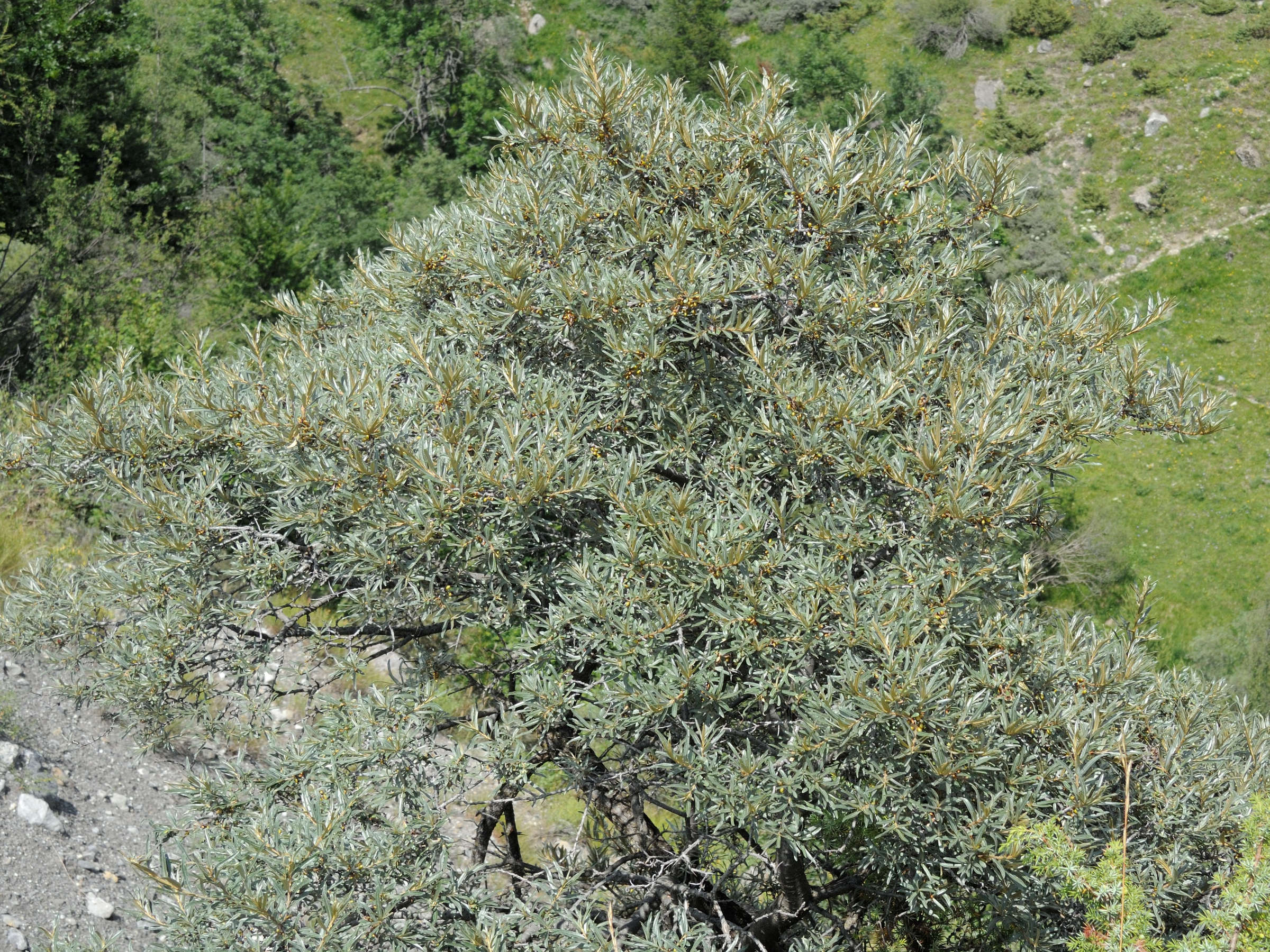 hippophae_rhamnoides9md