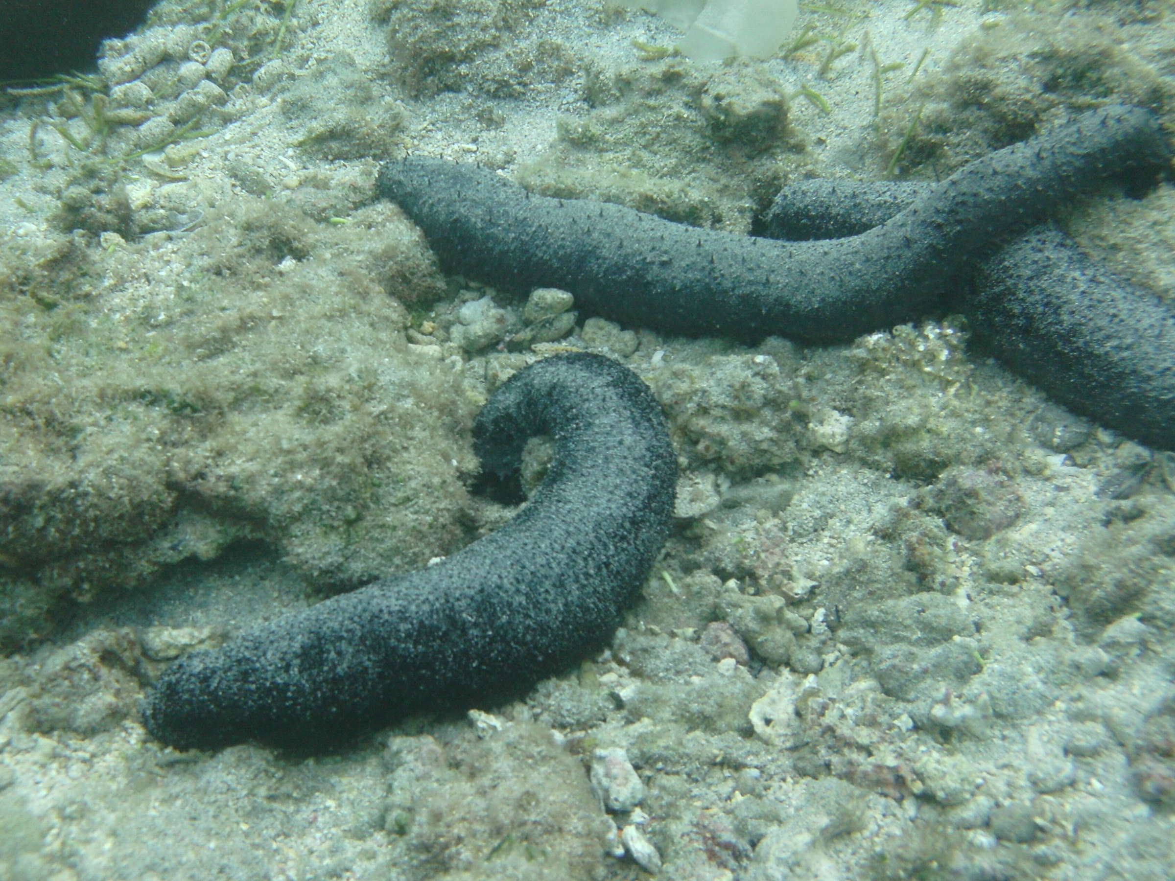 Afficher le média holothuria_leucospilota1md holothuria_leucospilota1md