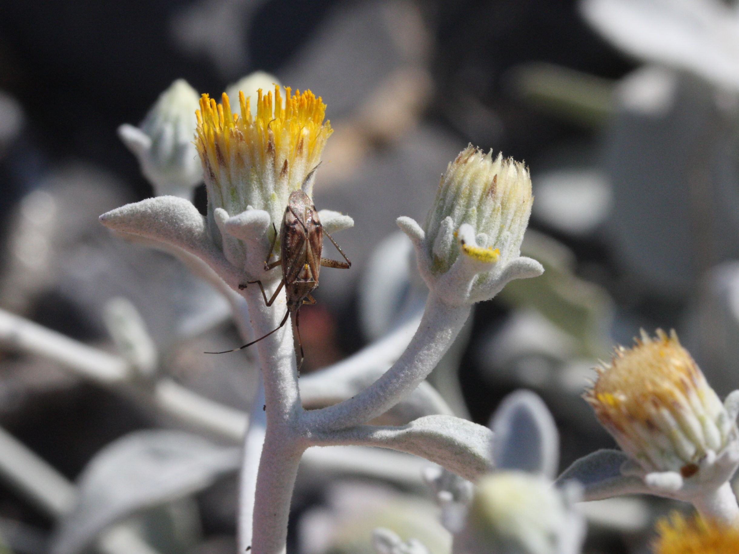 inula_heterolepis2md