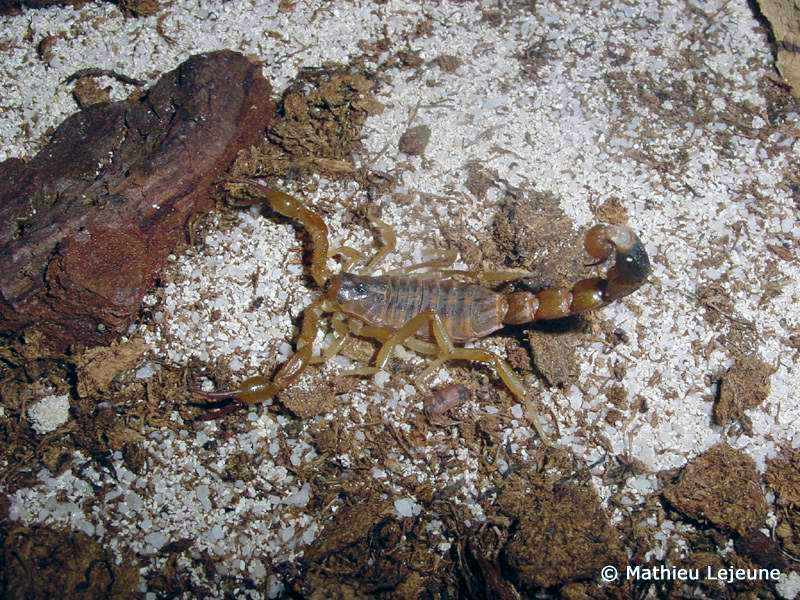 isometrus_maculatus1ml