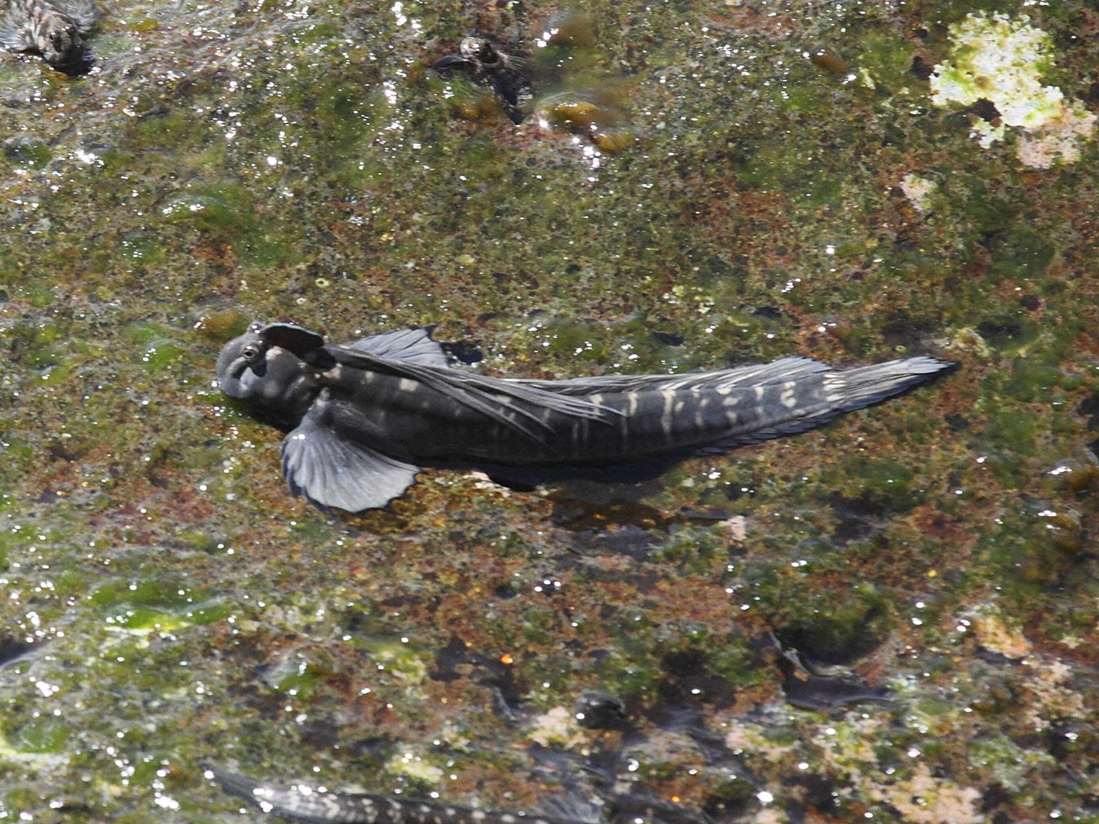 istiblennius_edentulus3bd