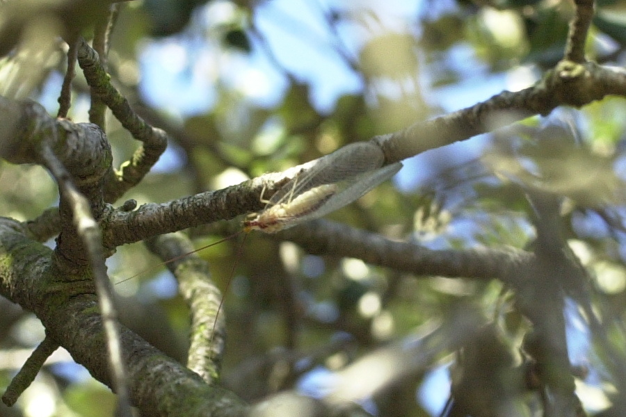 italochrysa_litalica1md