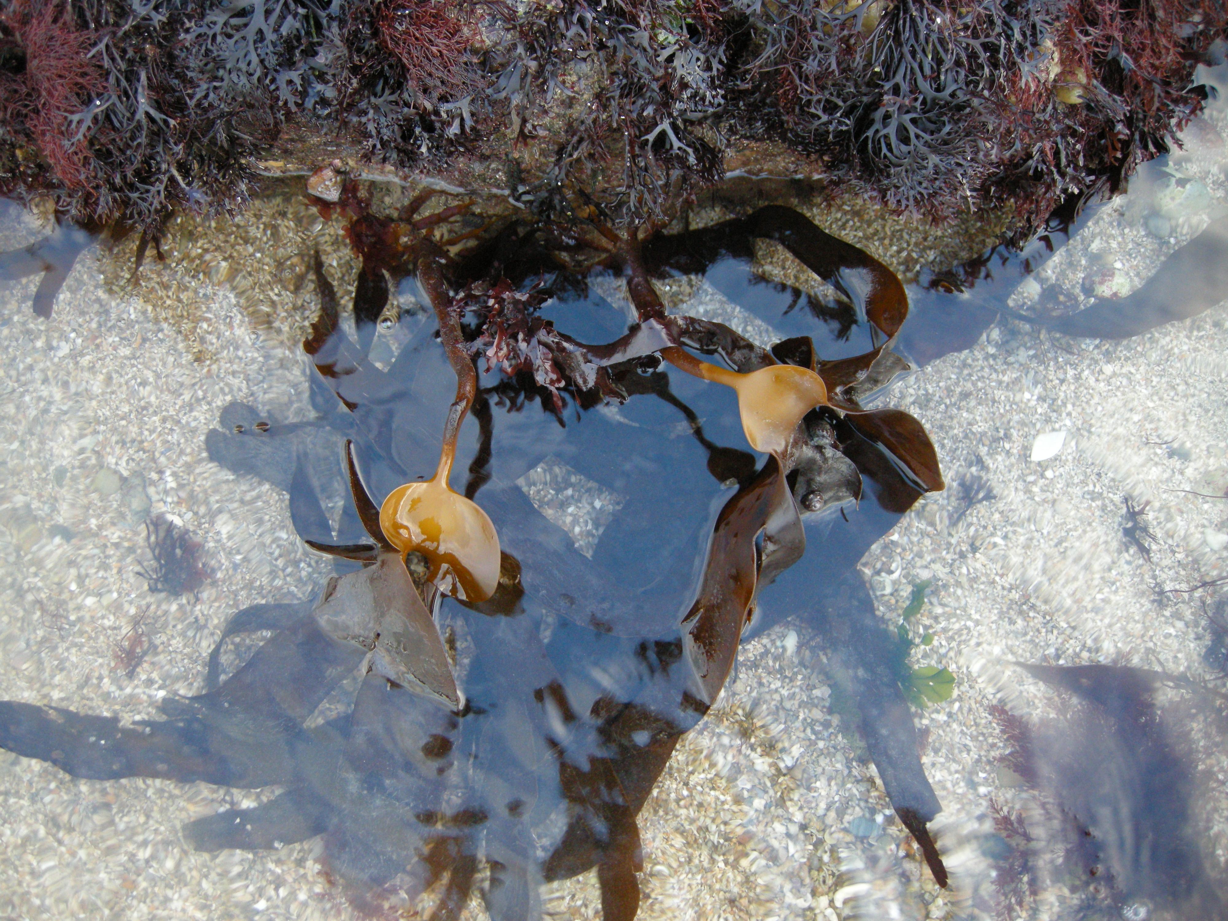 laminaria_hyperborea5md