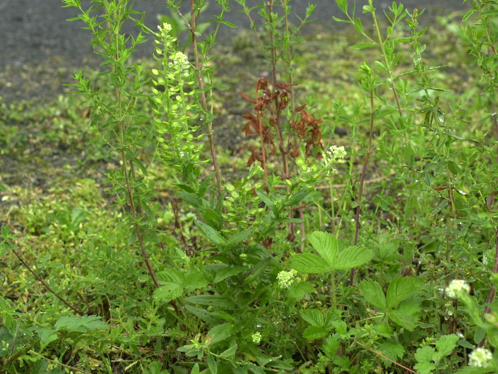 lepidium_campestre1md