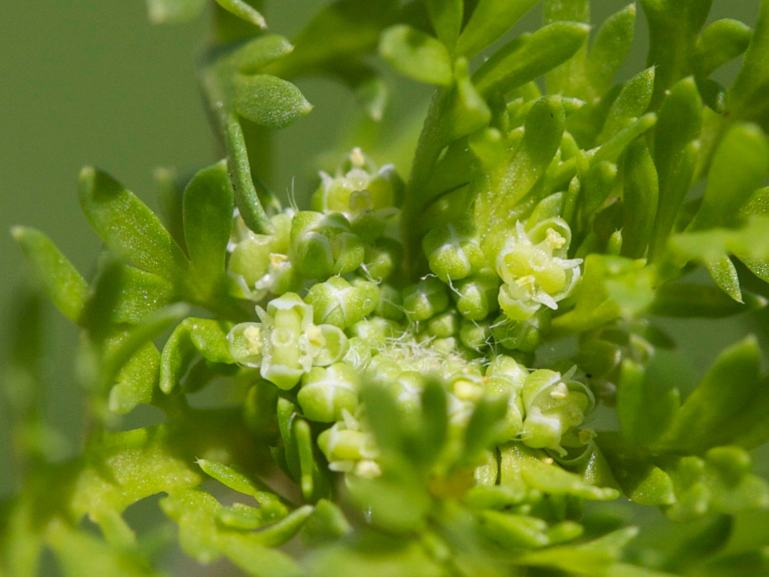 Afficher le média Lepidium_didymum Lepidium_didymum