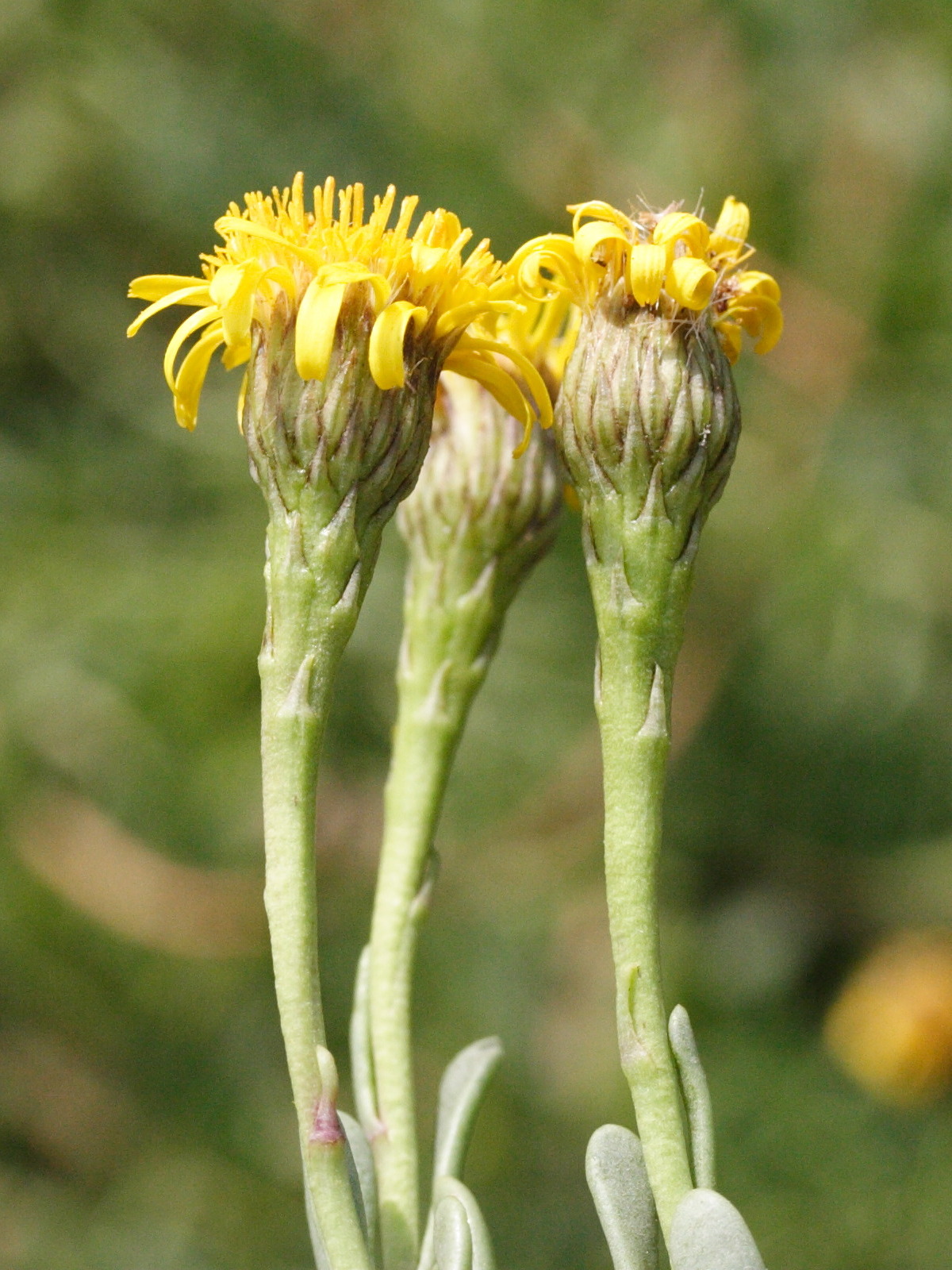 Limbarda_crithmoides