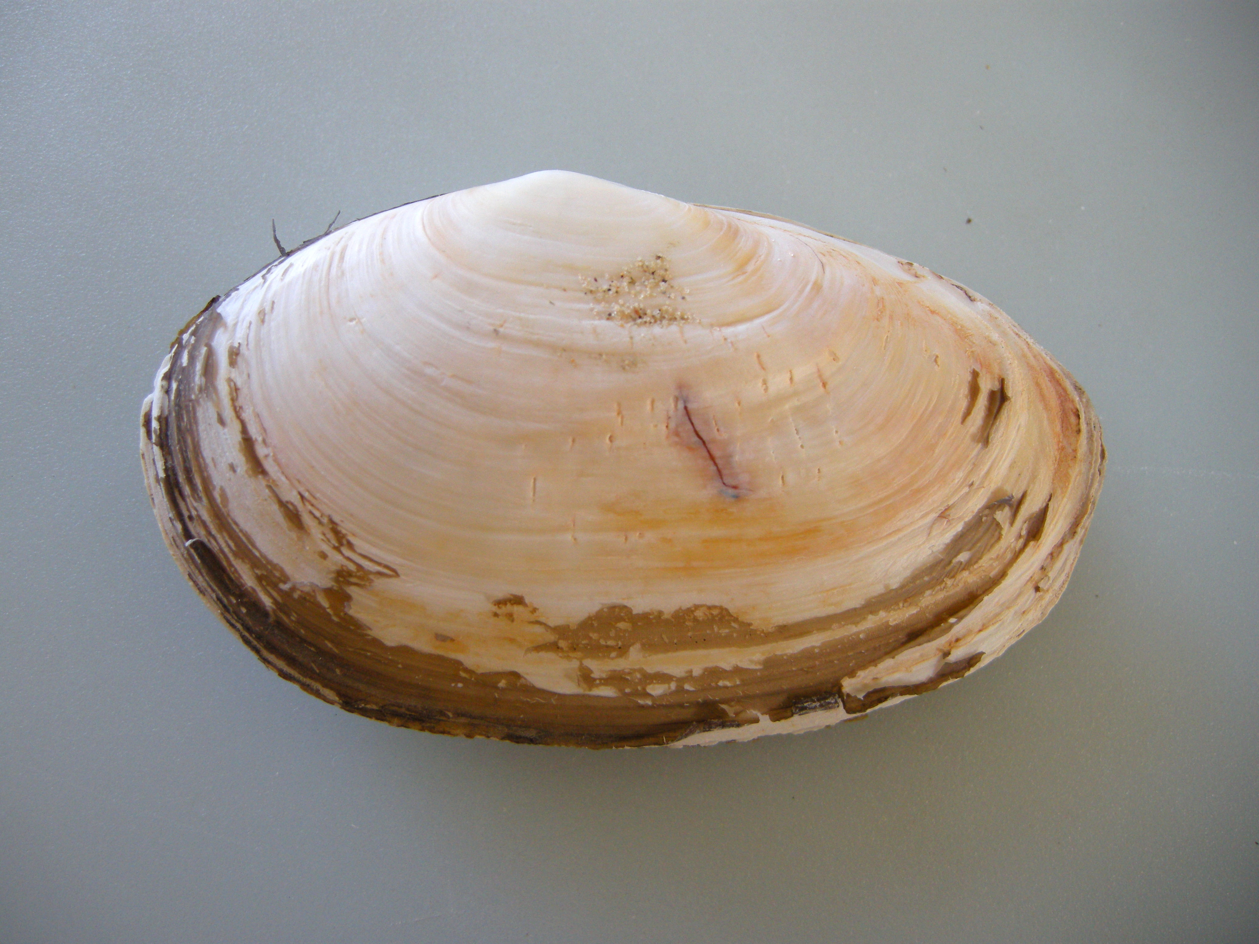 lutraria_lutraria2md