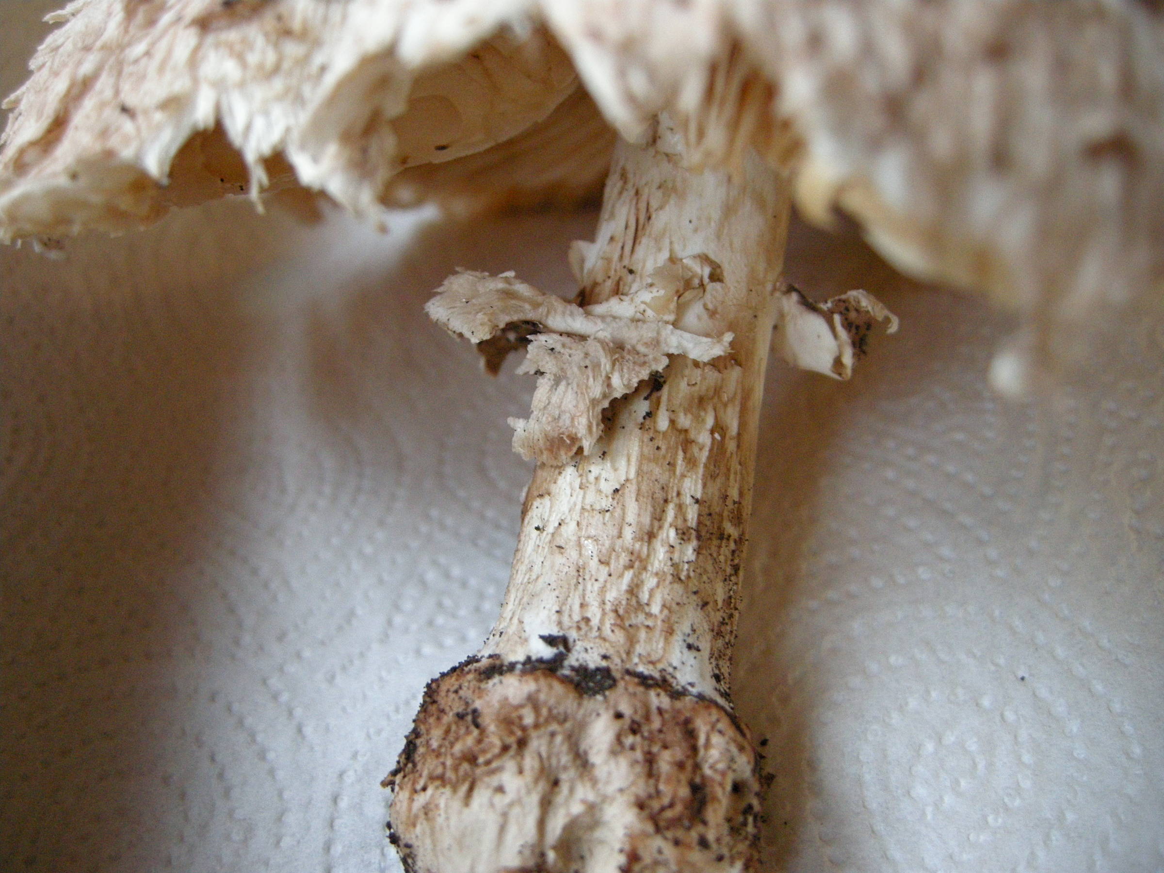 macrolepiota_rhacodes2md
